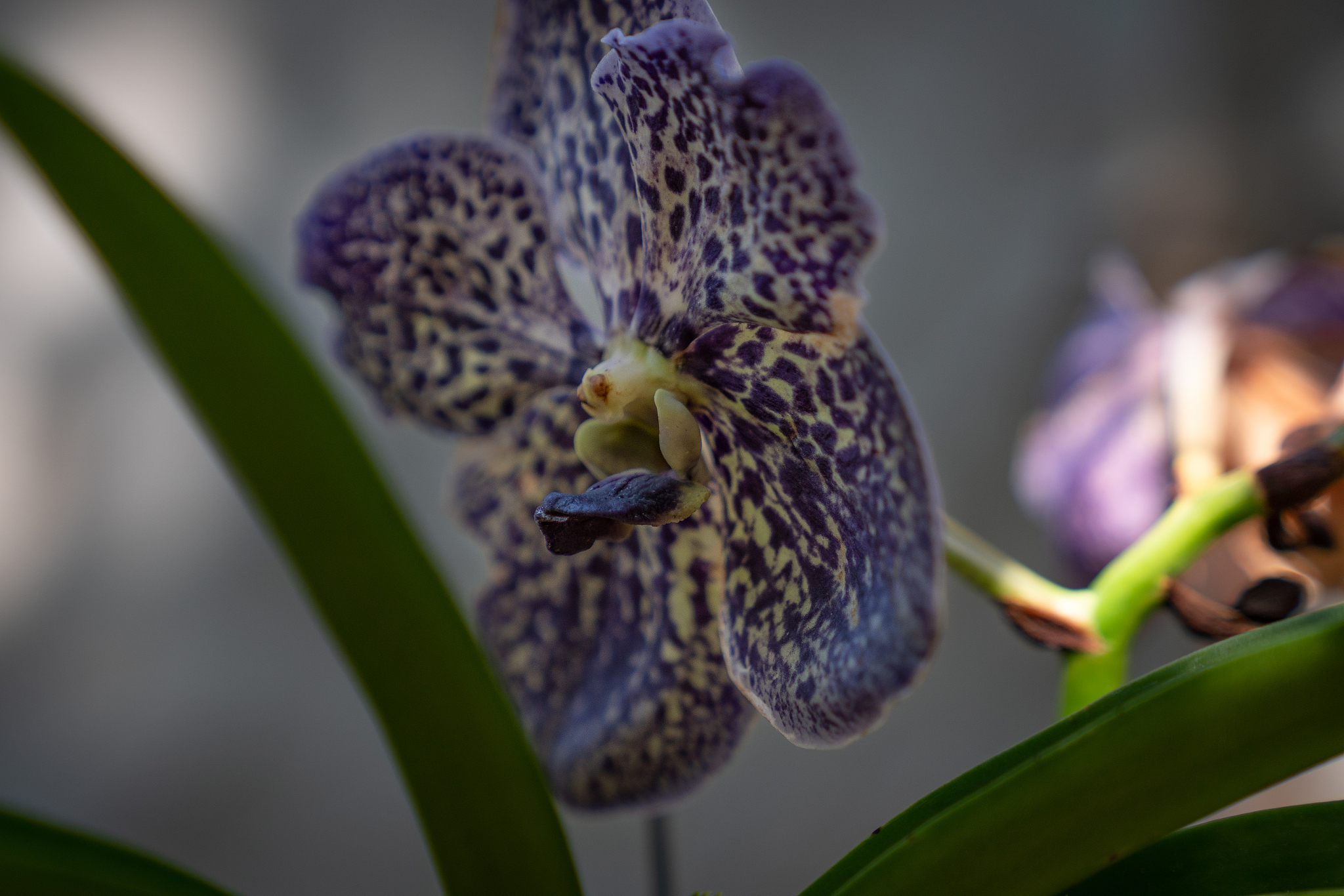 orchids