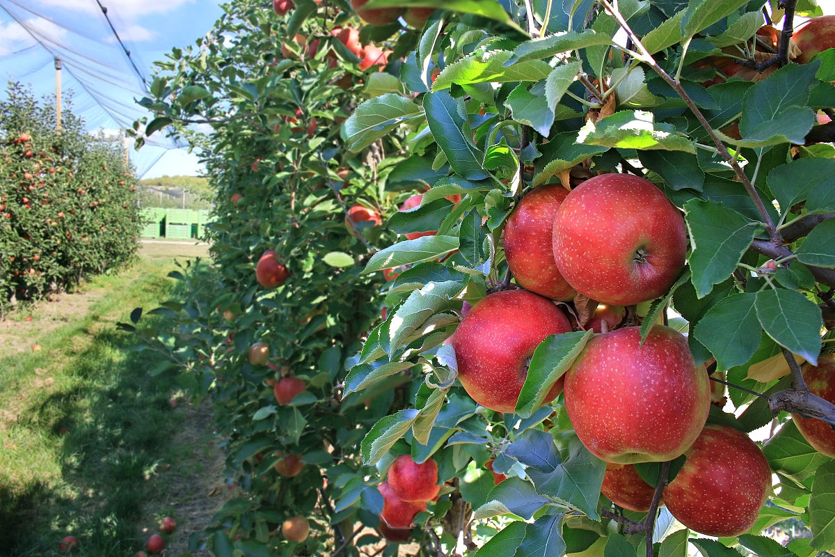 一亩地种果树要投资多少钱？附苹果树种植成本分析