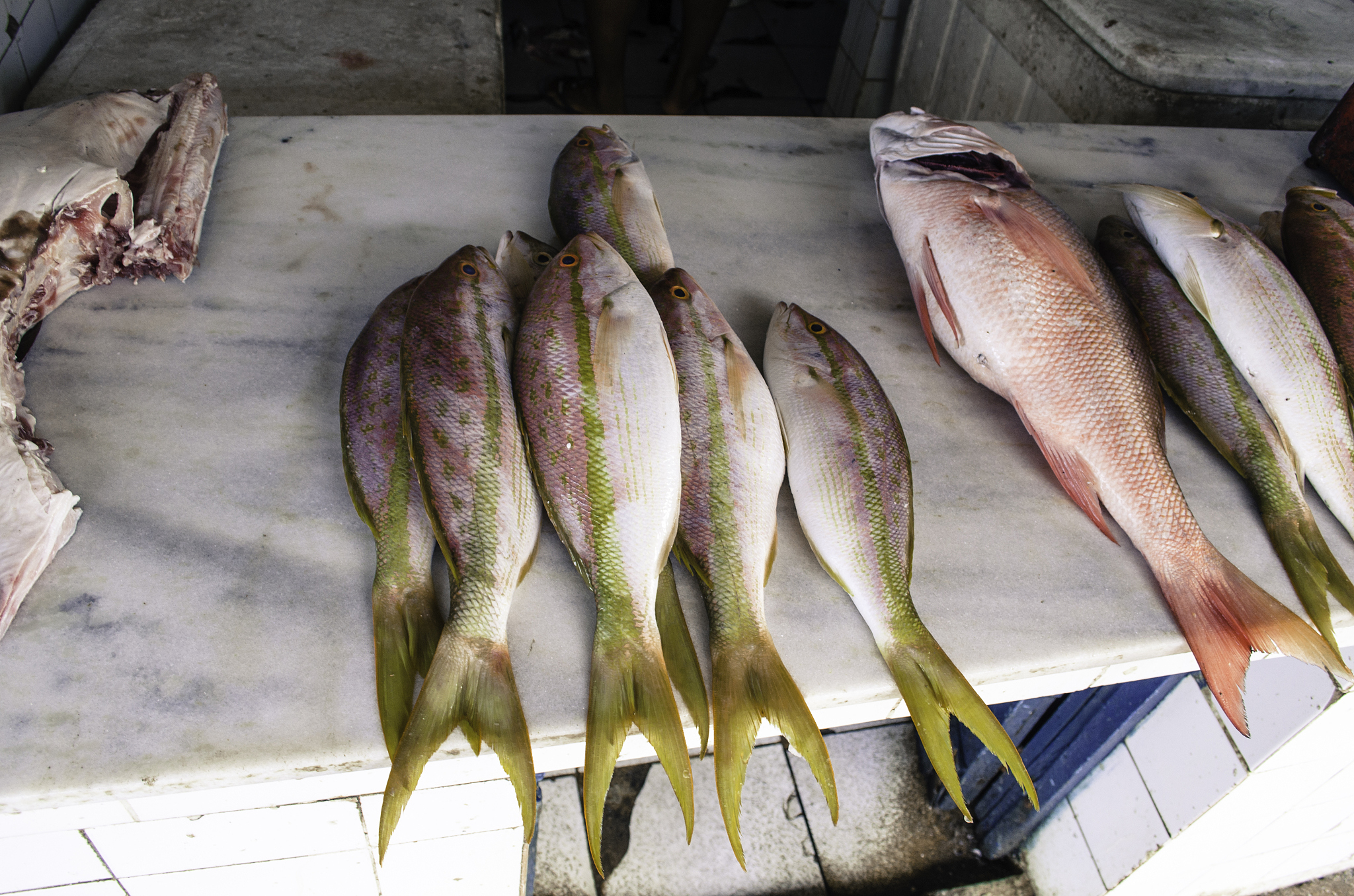 鱼钩 叉尾鮰 海鲈鱼 和湄公鱼哪个刺少哪个好吃