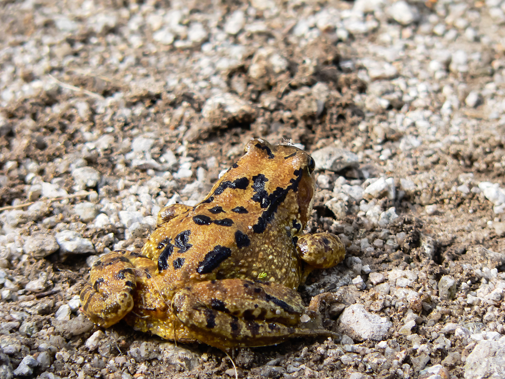 沙漠雨蛙：世界上最凶萌的沙漠蛙类