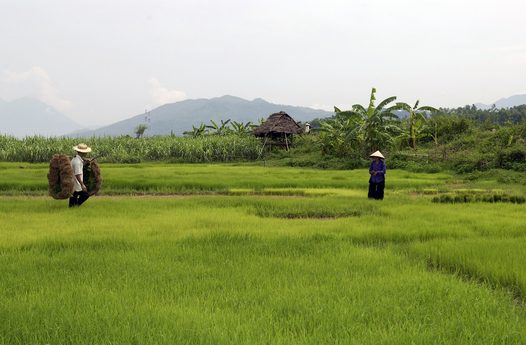 把下面这段文字重新改写 正常人的思路：你给工人一个馒头他干一个小时的活。如果你想让工人干两个小时的活那你就得给两个馒头。东亚的思路：第一天工头说这有一个馒头干活最多的那个人能吃到他。来了一百人。第二天工头说这有一个馒头干活最多而且说话最好听的那个能吃到他。还是来了一百人。第三天工头说这有一个馒头你们先去干活回来我再说分配的事。然后拿着馒头跟小舅子分了工人回来工头拿馒头渣泡了点水给工人。工人抱怨