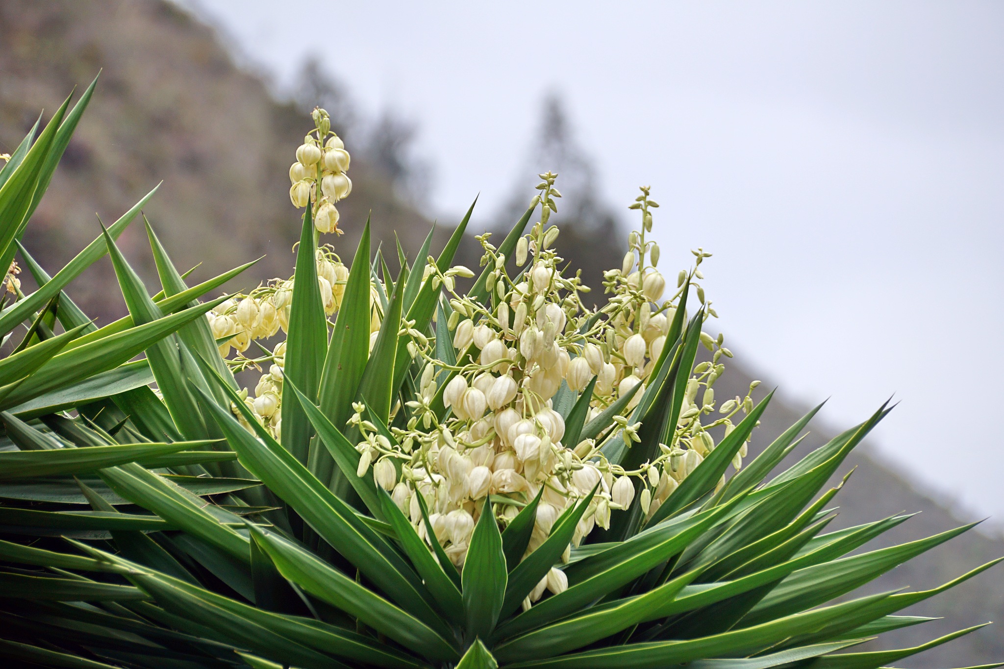 flowers on a bayonet plant