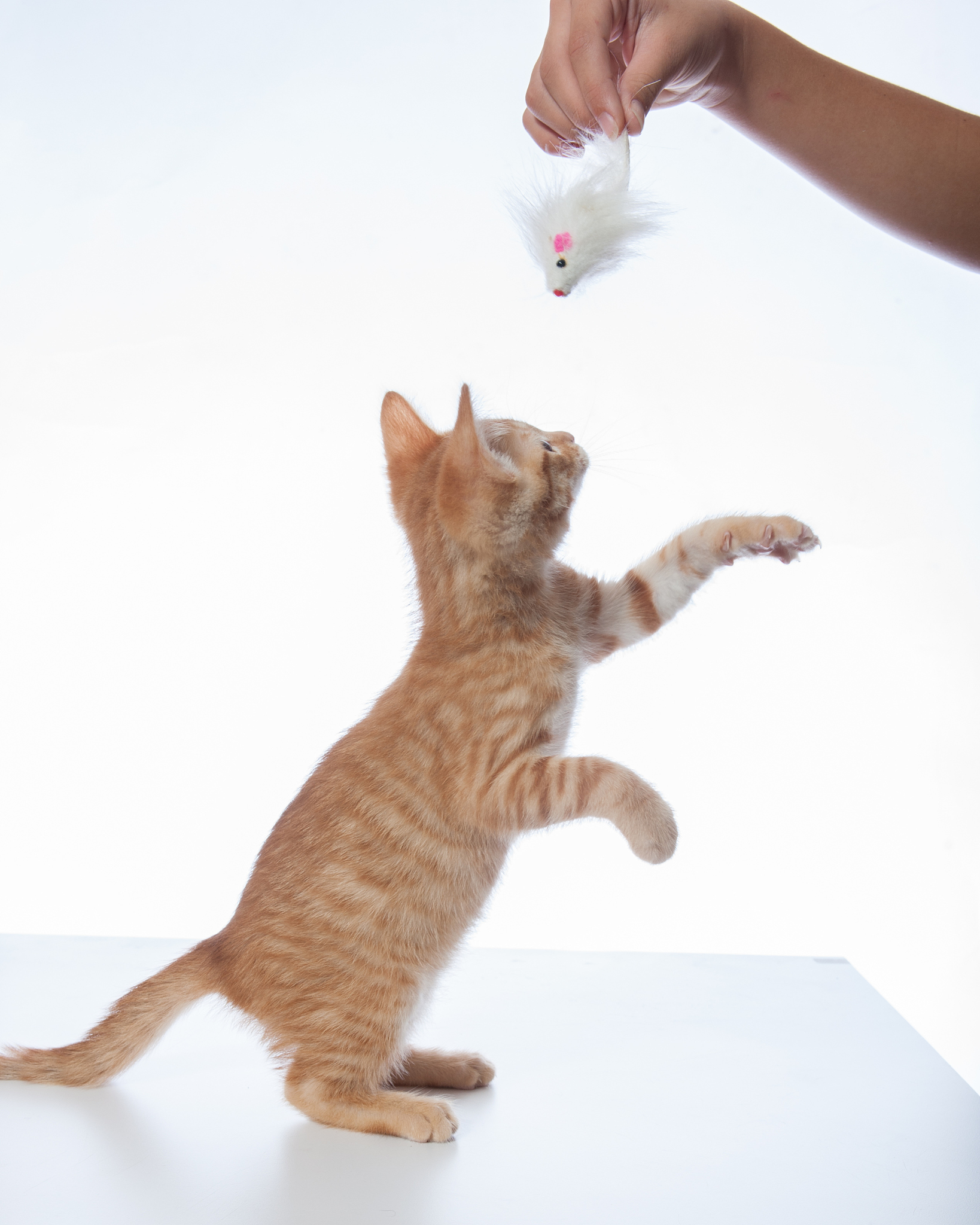 广西玉林畜牧兽医学校宠物养护与经营专业就业前景分析