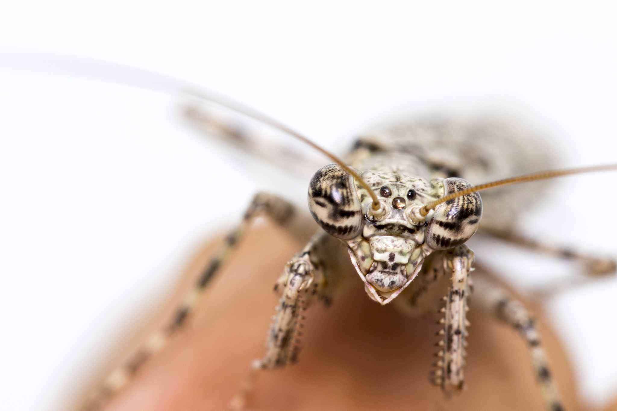 image of camouflaged bark mantis (liturgusa sp.) on white backgr