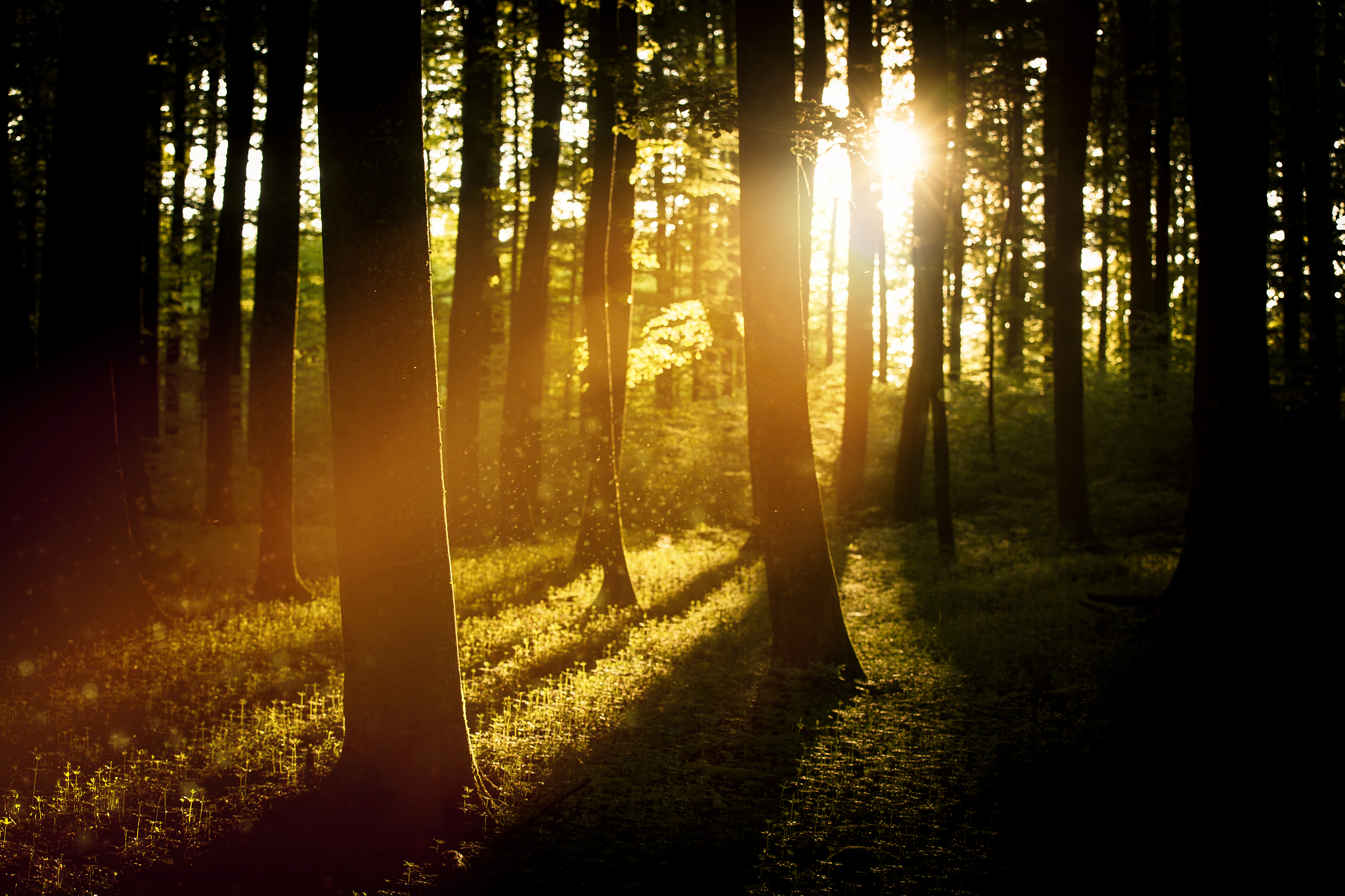 Please help me to polish this technical paper to make it read more smooth and reasonable Then the detection mechanism of SiQDs-KL-Pox and KL-Pox was explored in Figure 4a ONOO- is a strong oxidizing