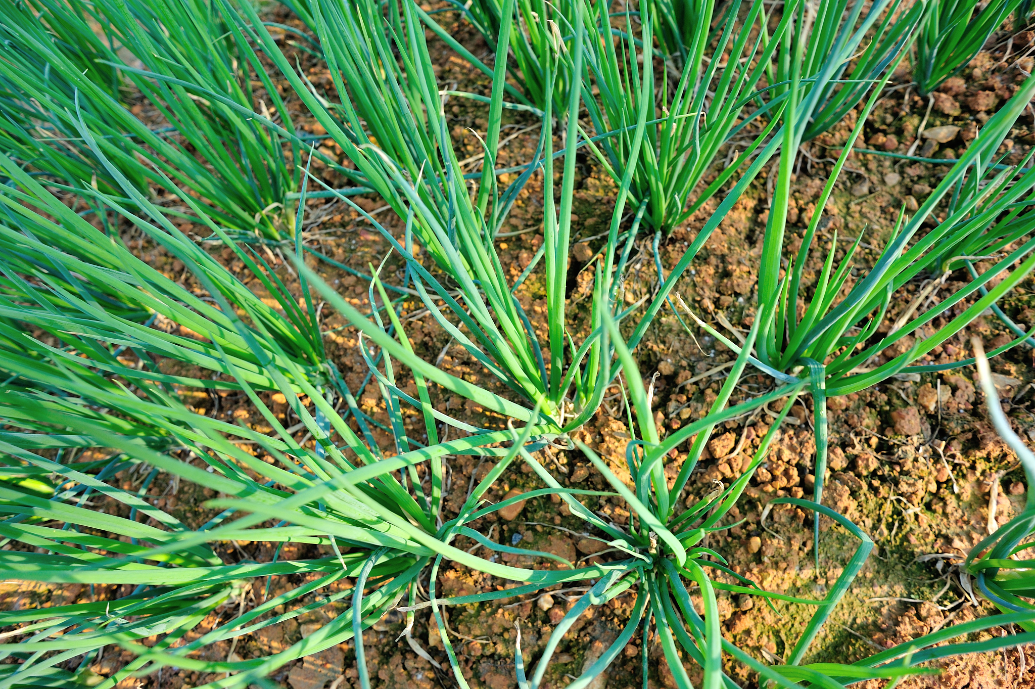 葱属植物改善连作障碍研究：近五年论文推荐