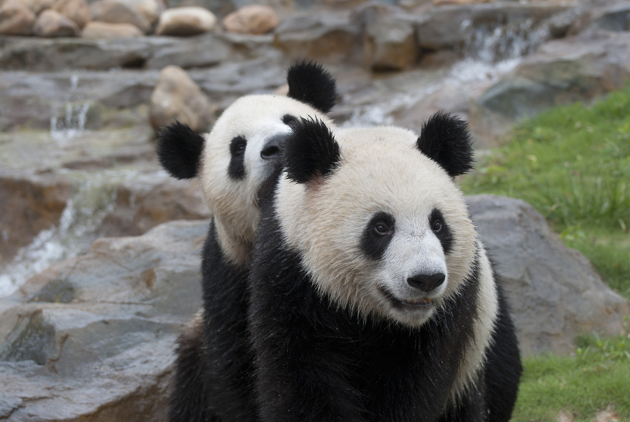 截止2023年大熊猫在全世界还有多少