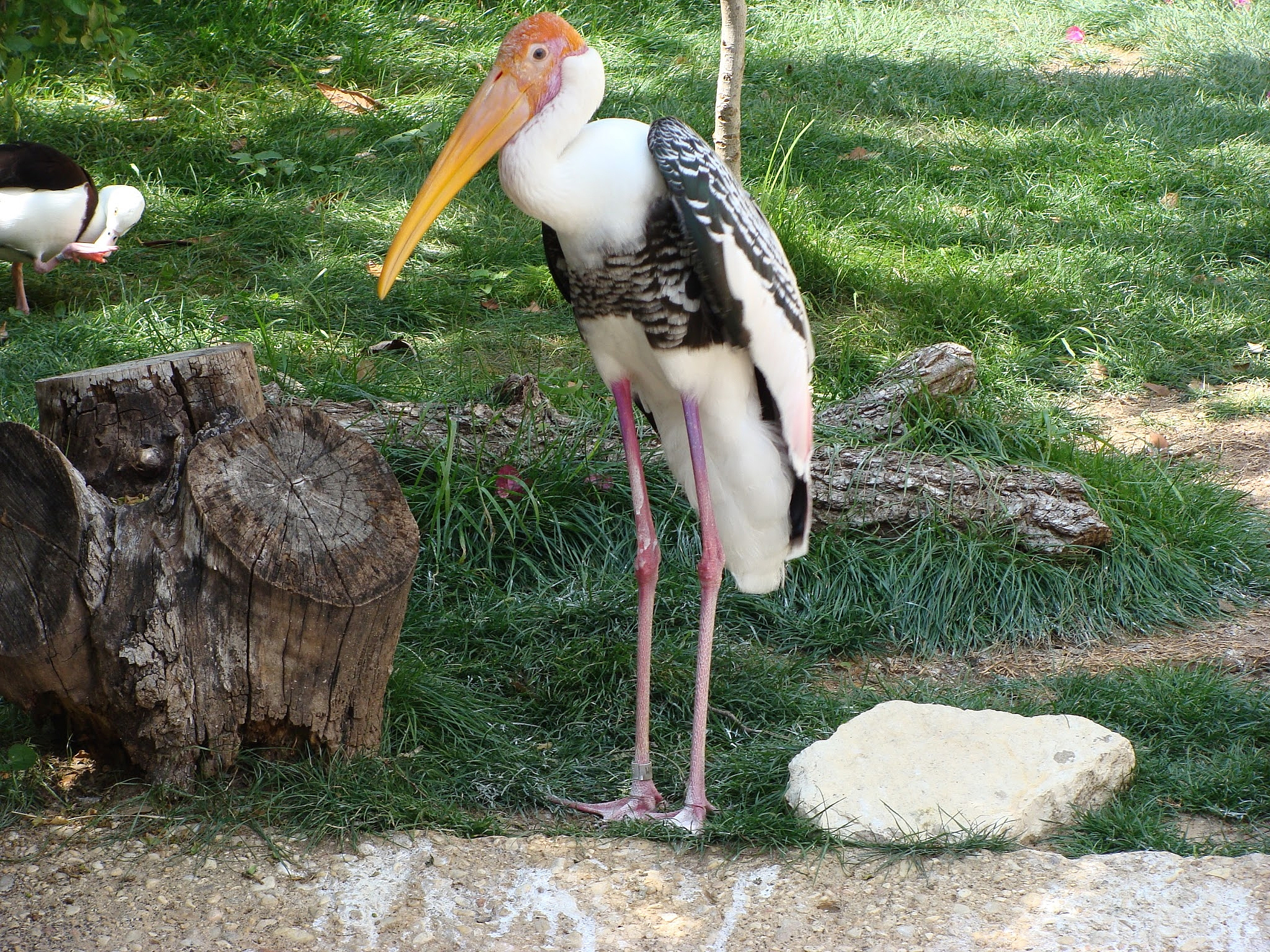 动物园有几种动物