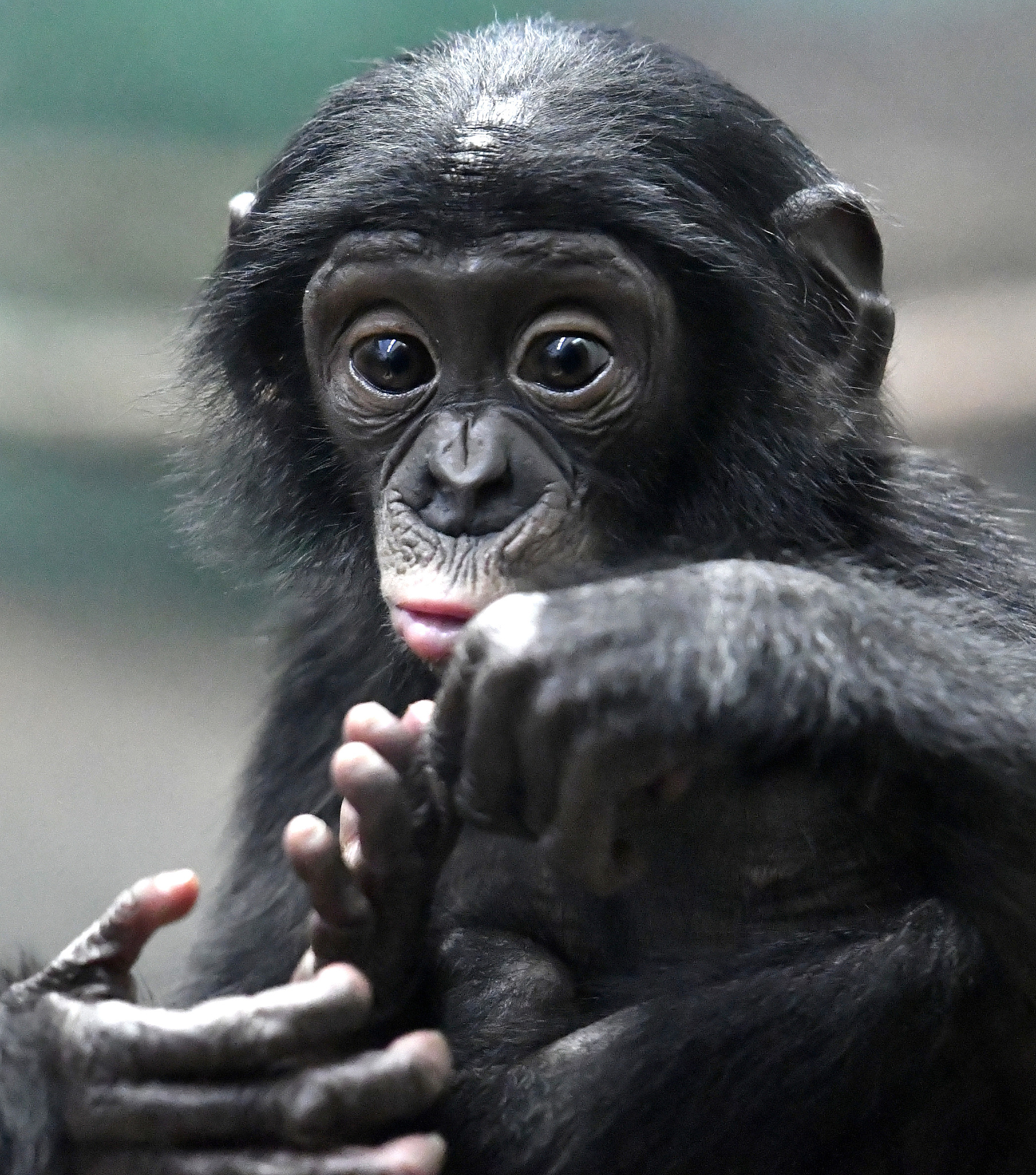 bonobo male baby