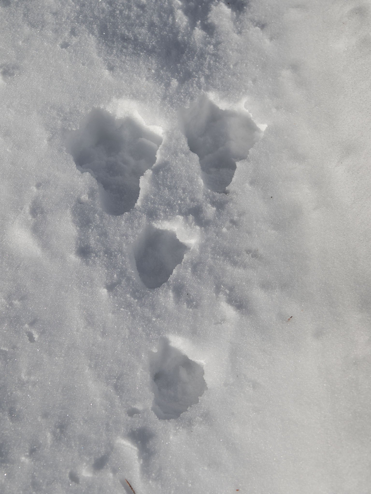 动物学野外实习报告：探秘森林，守护野生动物