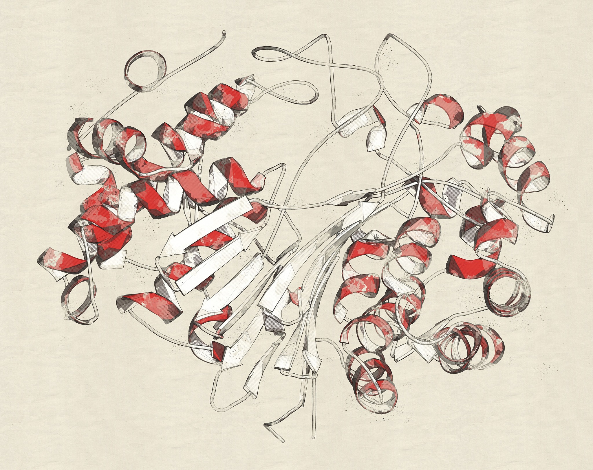 gamma-glutamyltranspeptidase 1, illustration