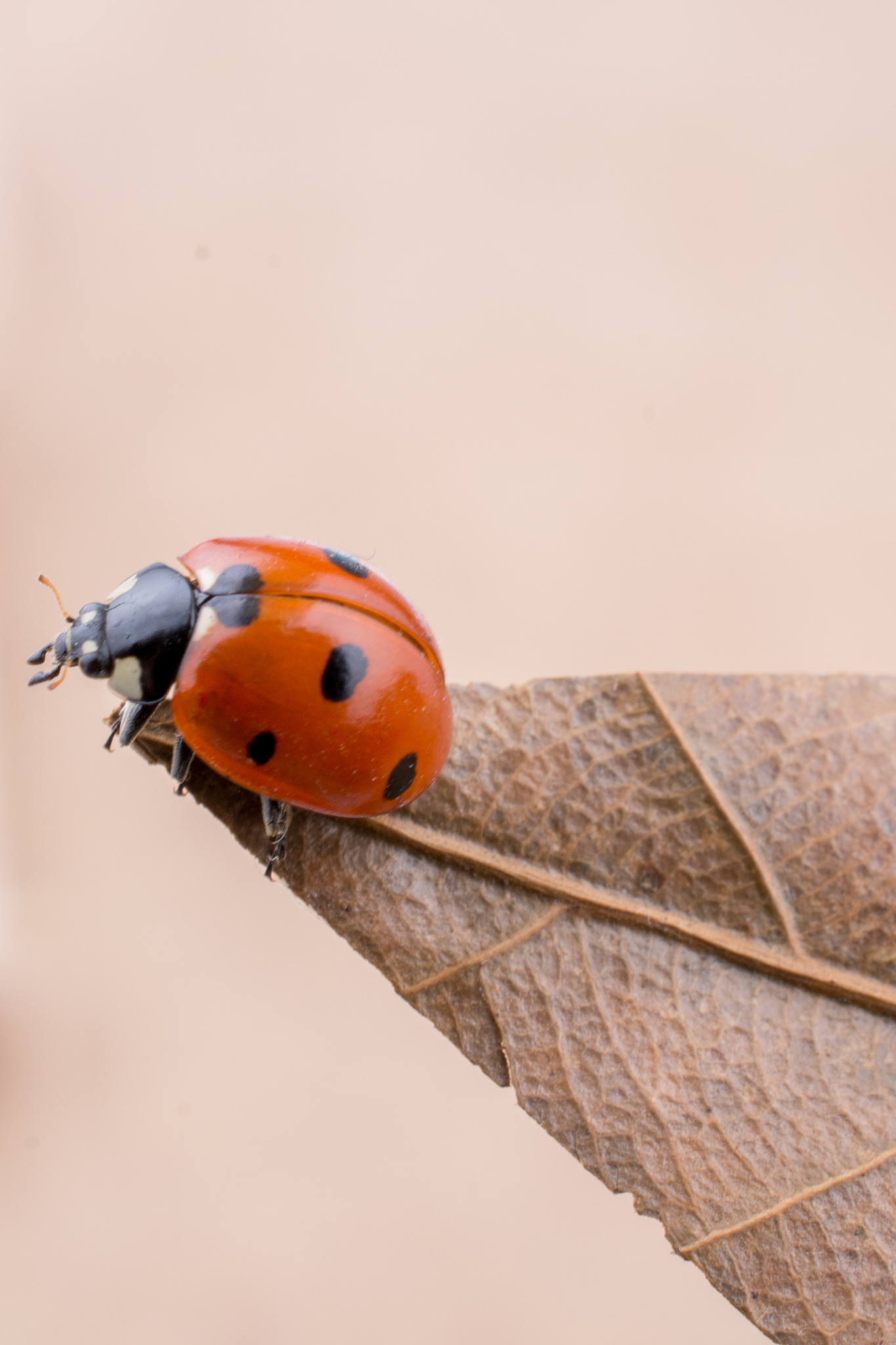 beautiful red ladybug walking around objects