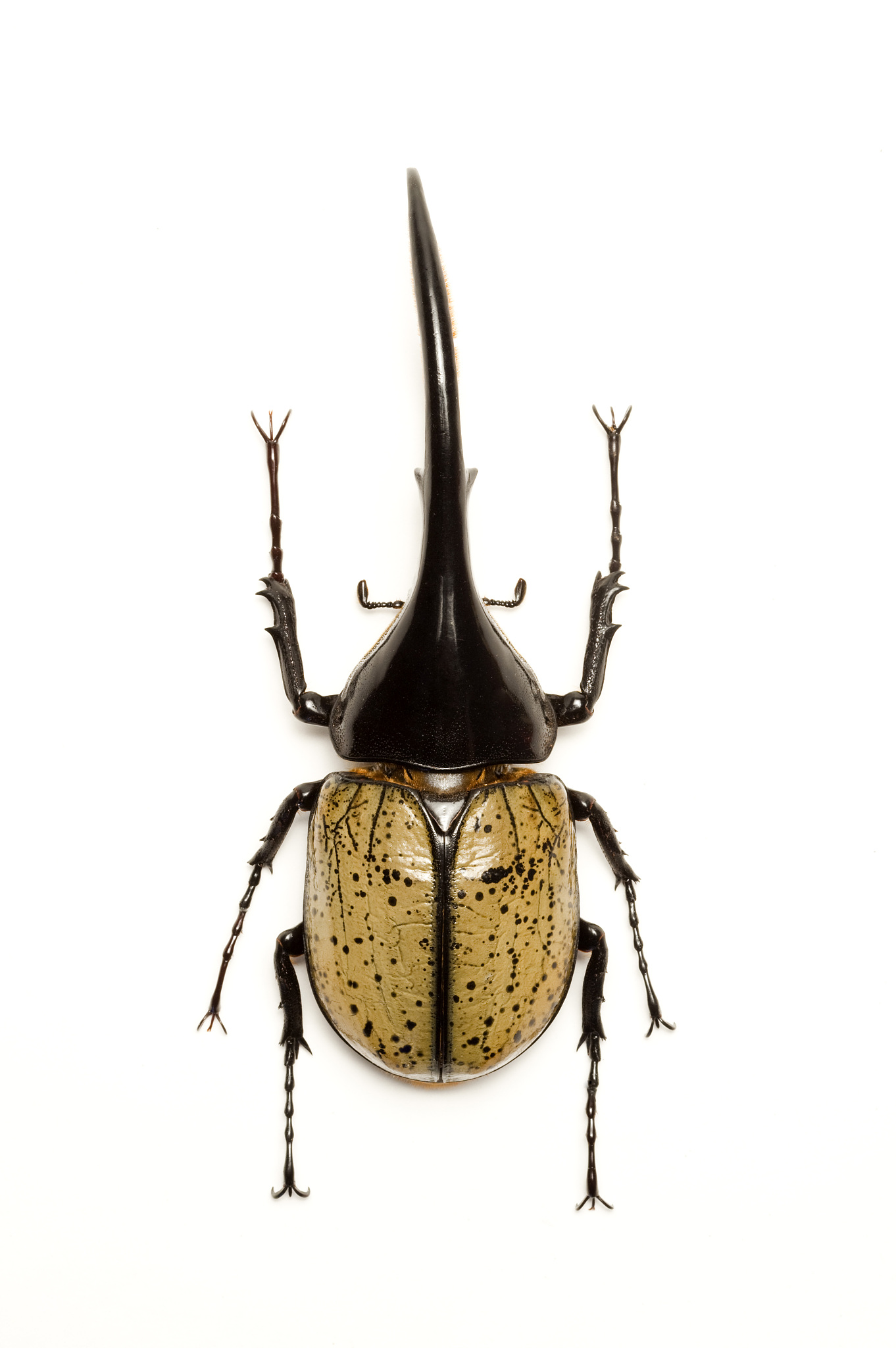 大尖鞘叩甲：分布、习性、危害及防治