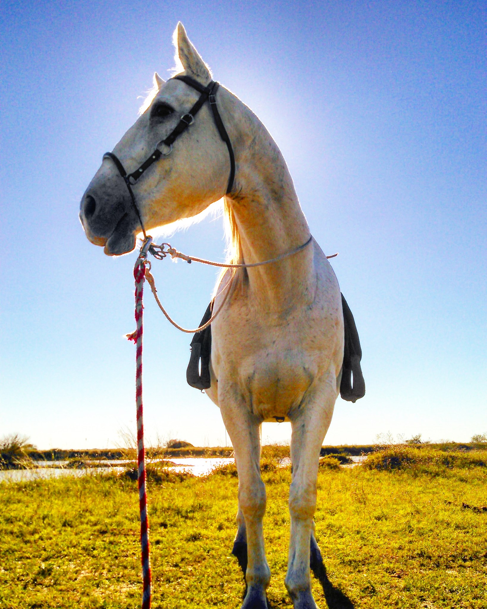 horse on field against sky