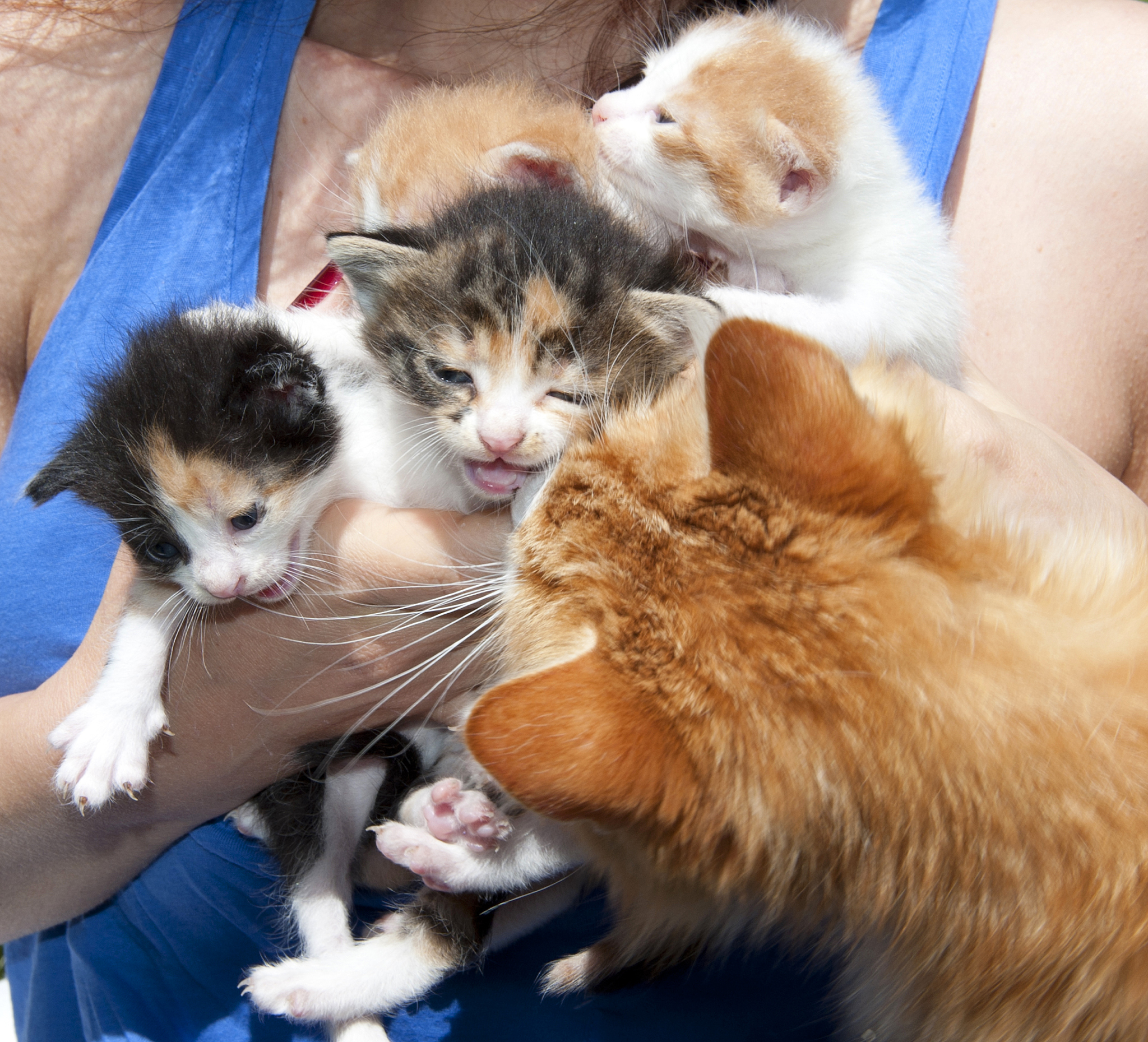 我和猫之间的故事 情真意切