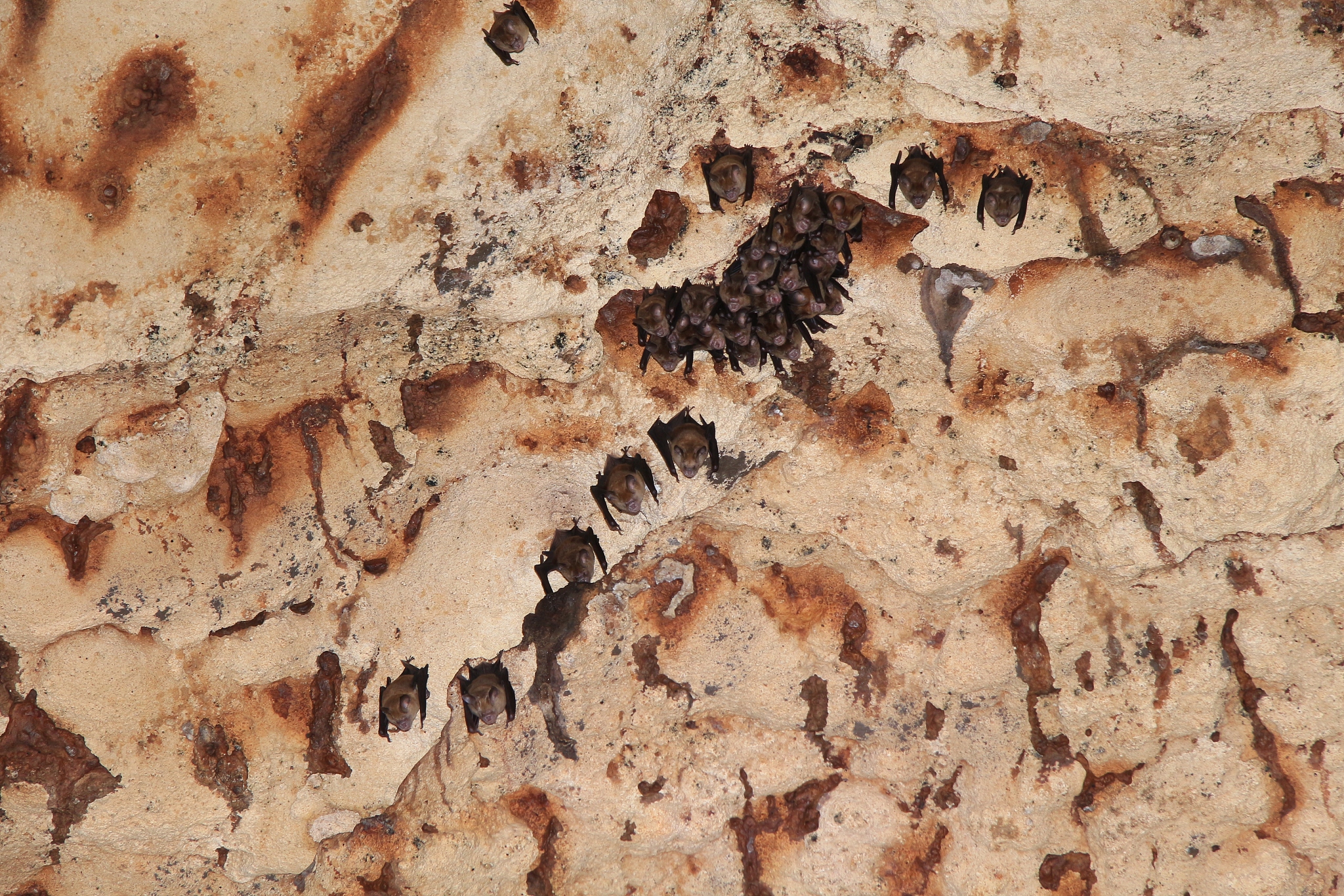a group of bats in a cave