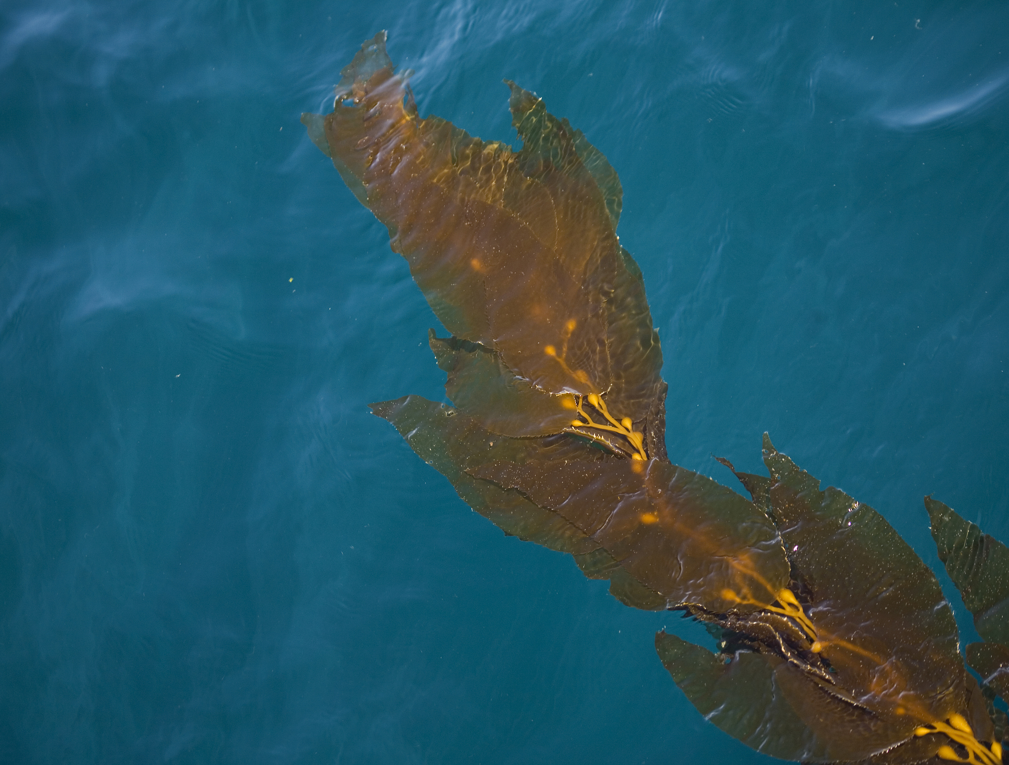 floater