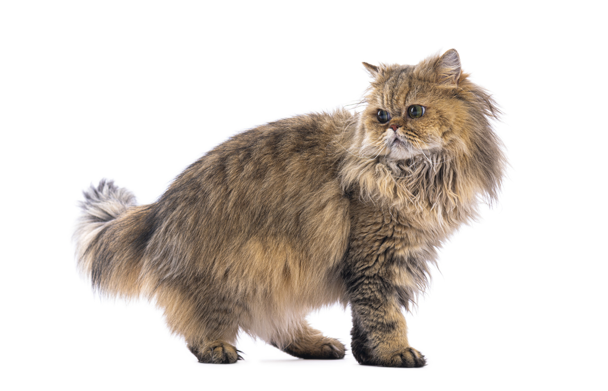 猫尼曼-皮克病在猫中的好发品种
