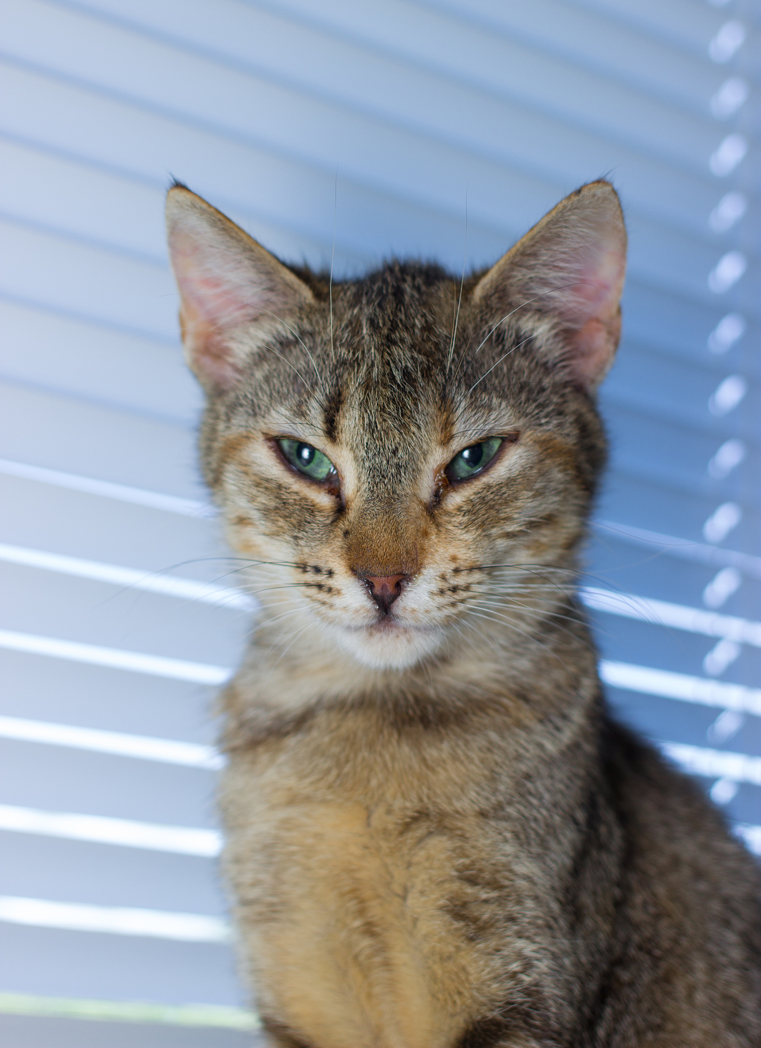 猫的优雅外形：细致描述猫的特征