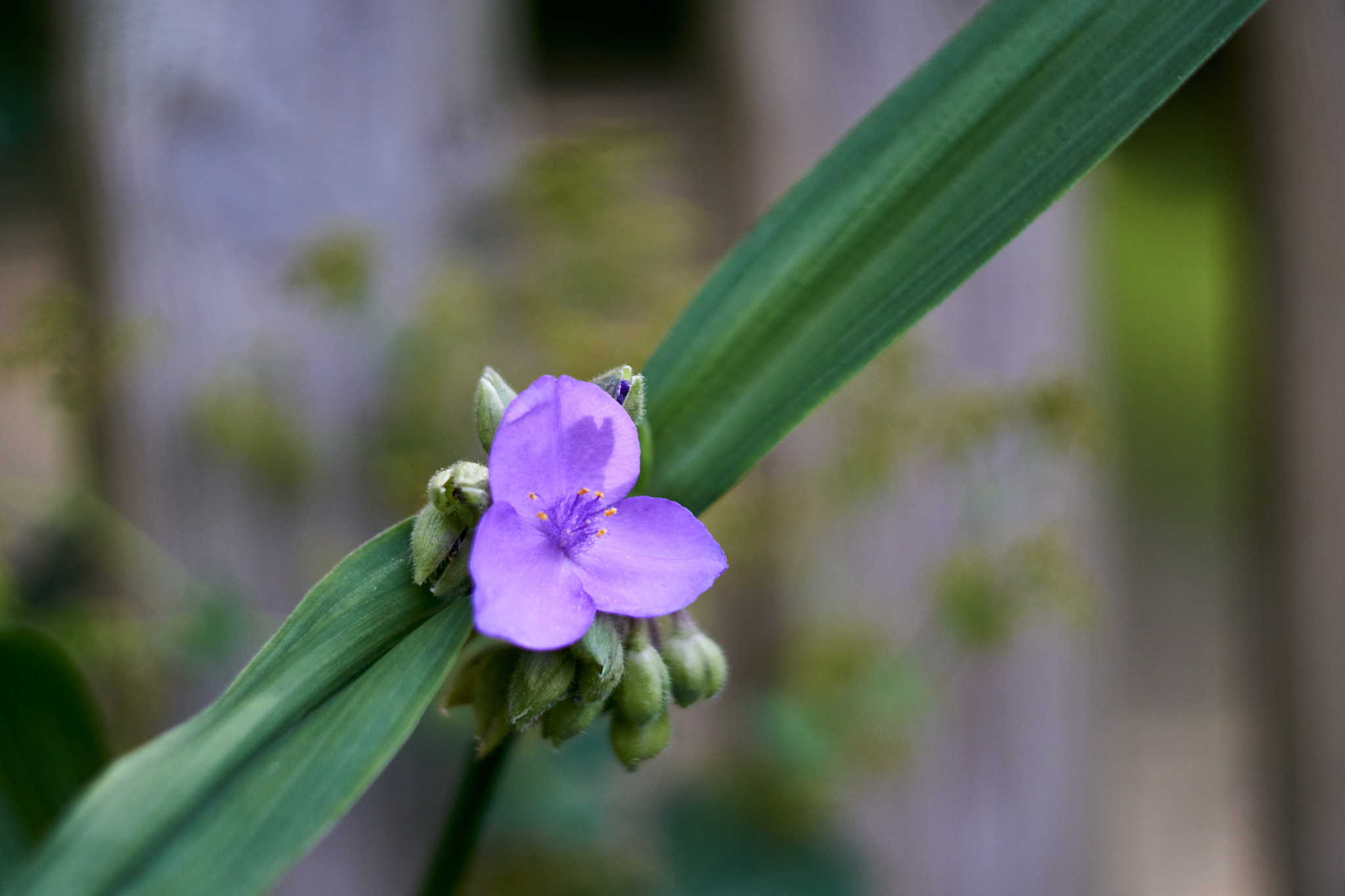 close-up of purple flowering plant