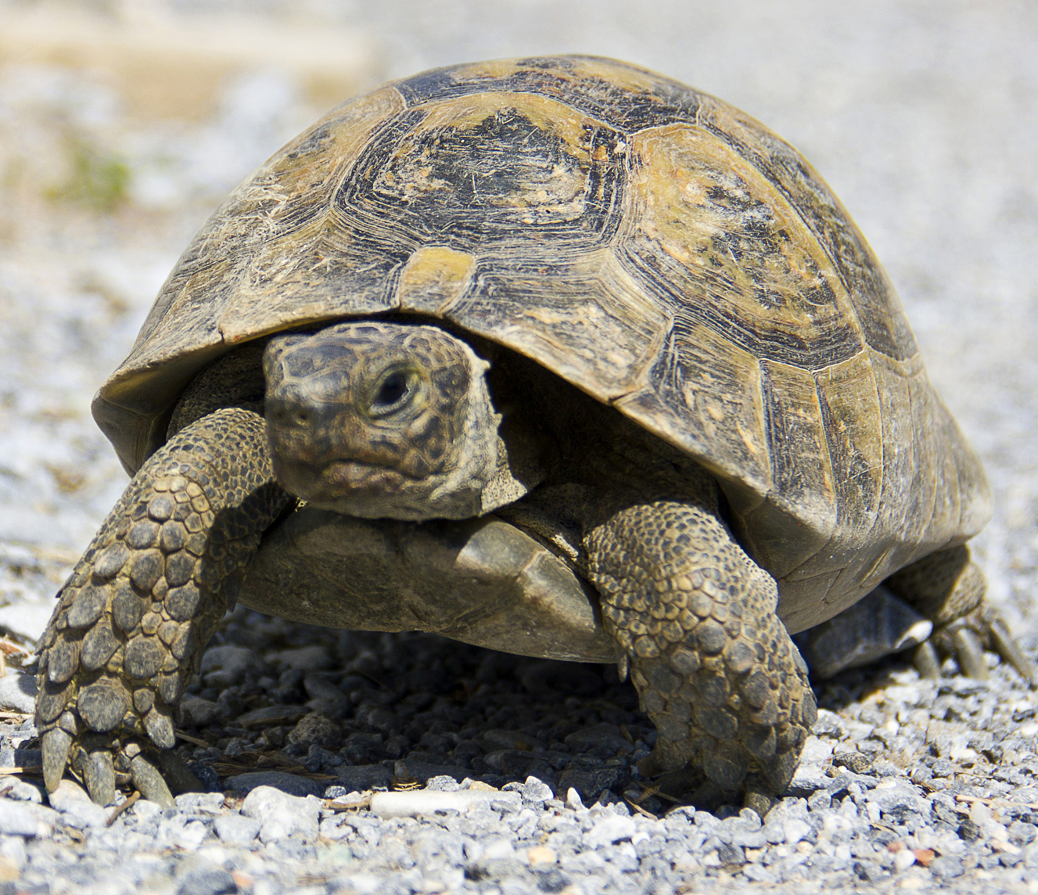 young turtle