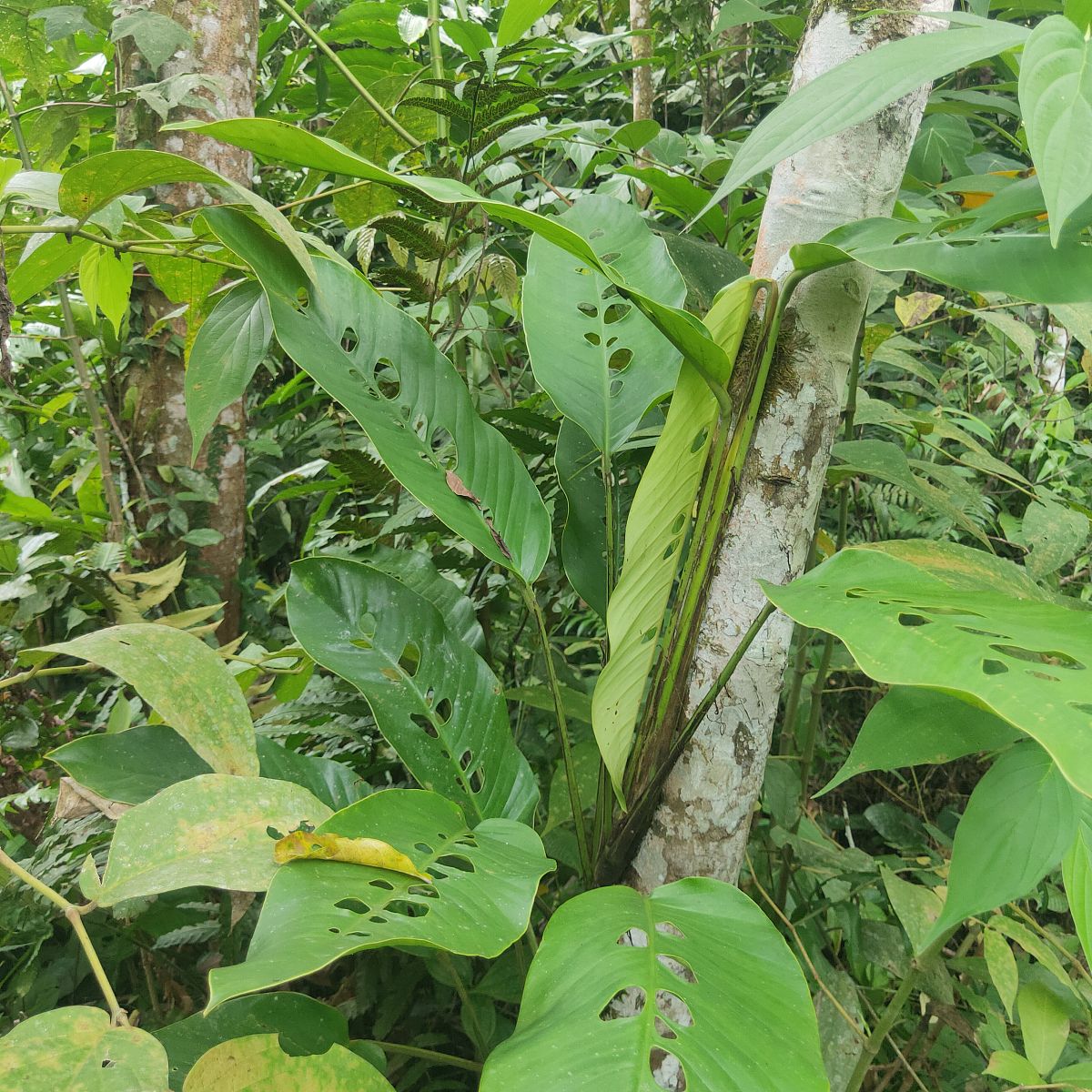 大豆叶子发黄怎么办？常见原因及解决办法