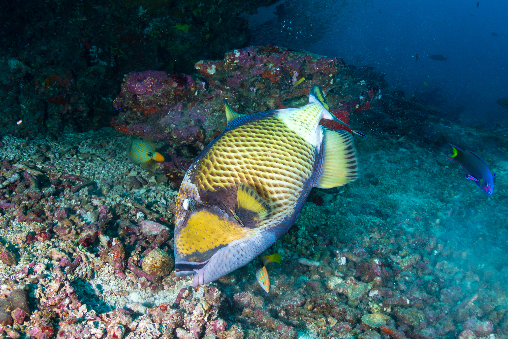 养殖合作协议合同