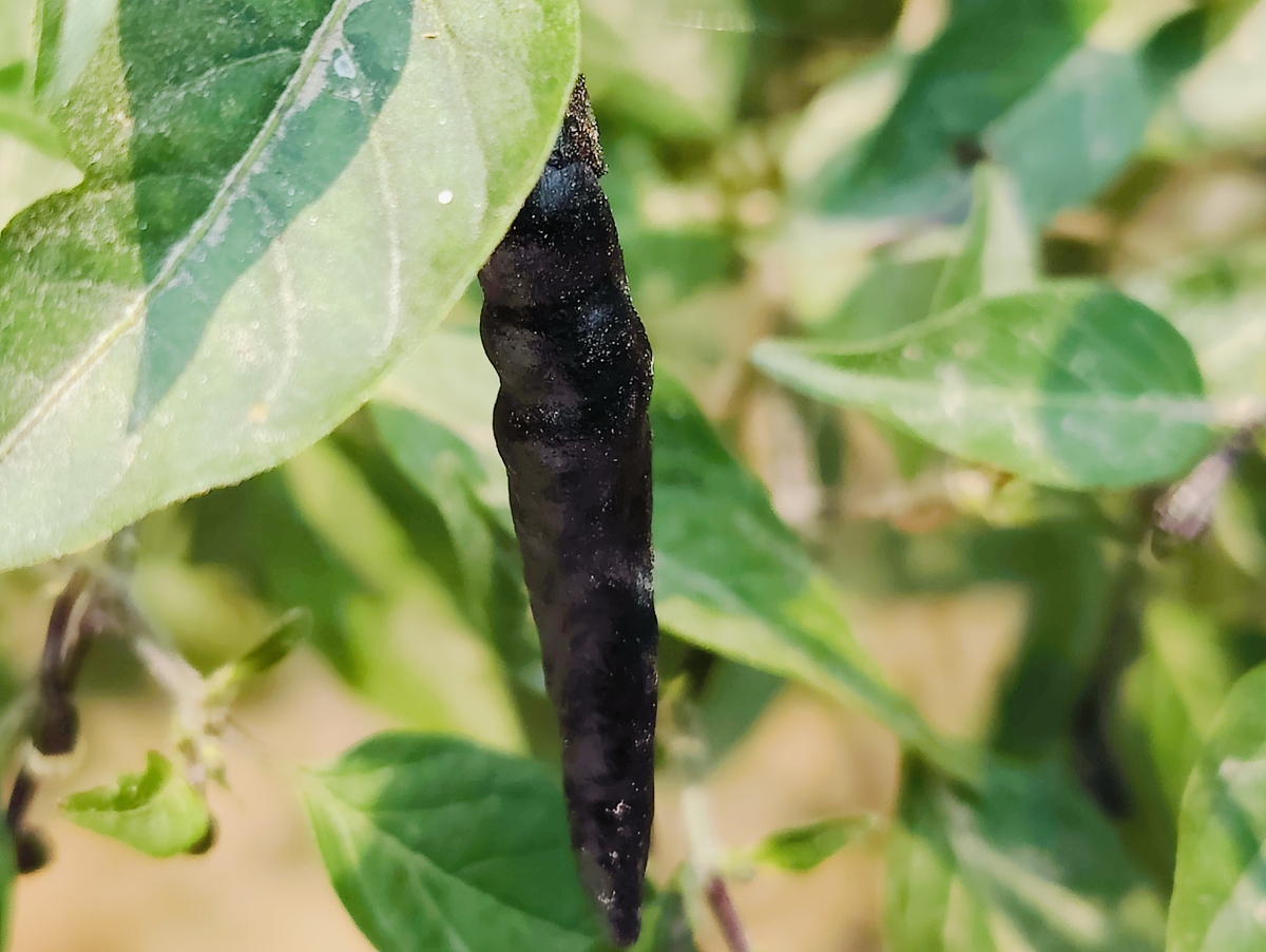 烤烟地黄牛忘么防治帮我用200字详细描述