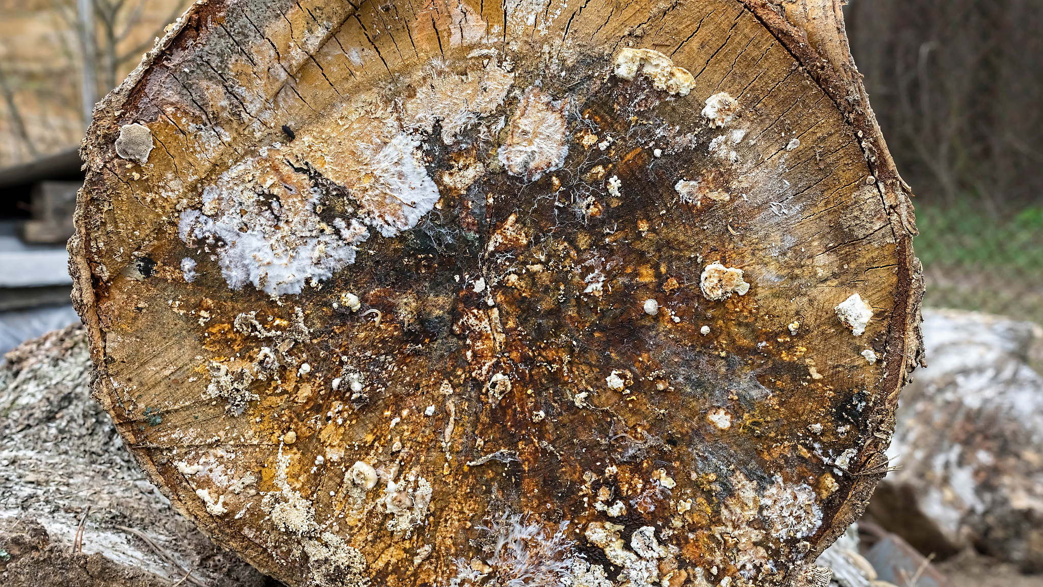 mold. beautiful mold. mold spores, macro. mould light, yellow, t
