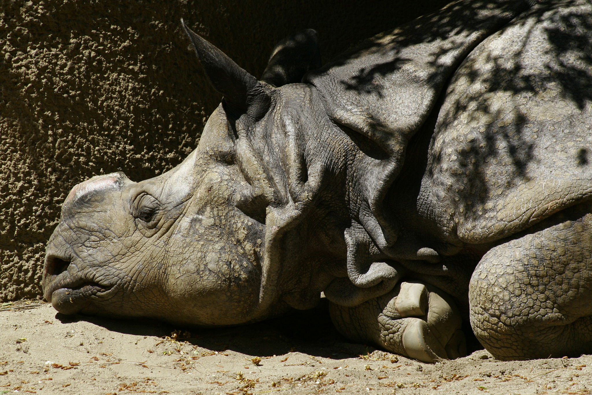 rhino