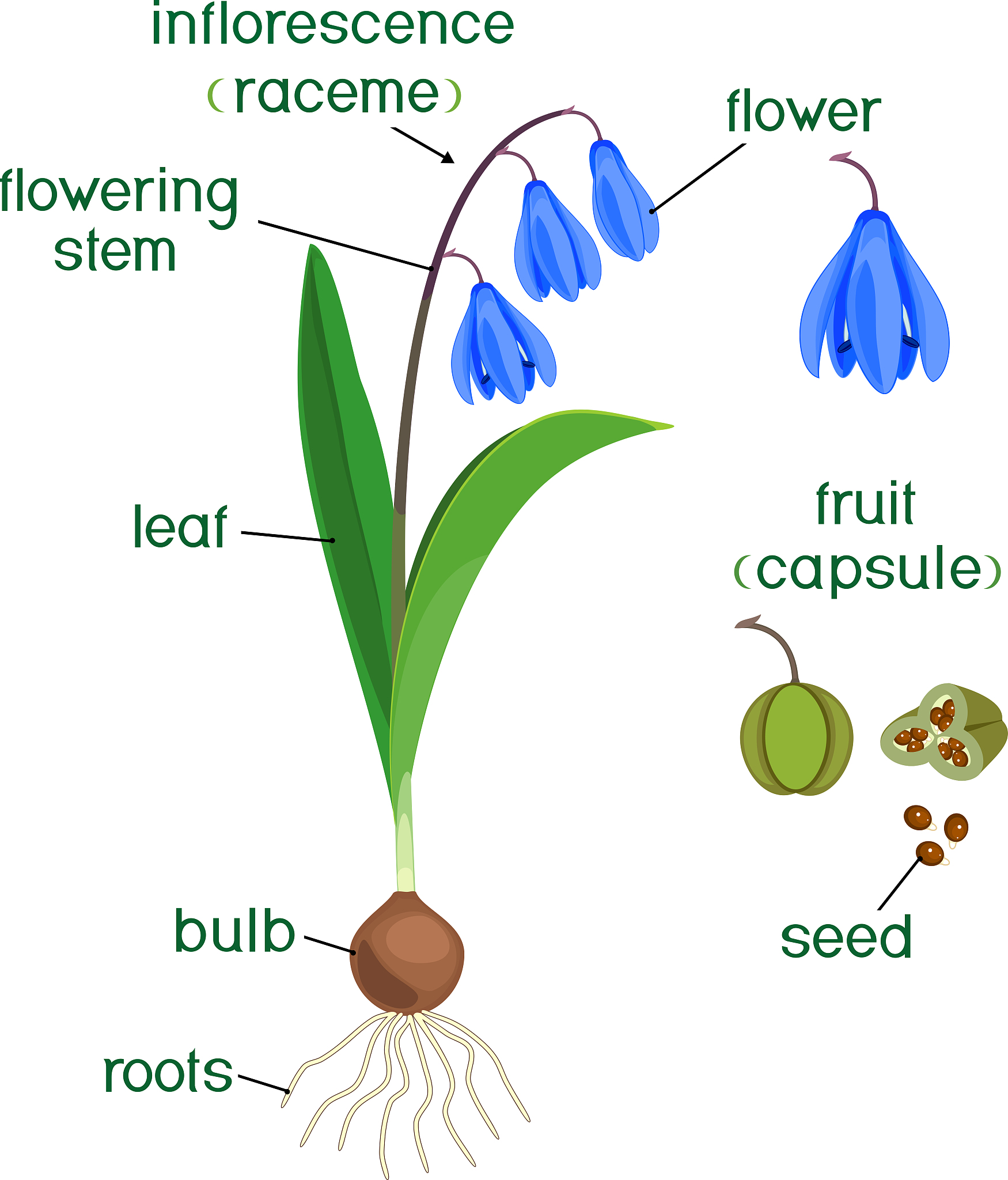 鸢尾素 (Irisin) 与铁死亡 (Ferroptosis) 研究现状：潜在的治疗靶点