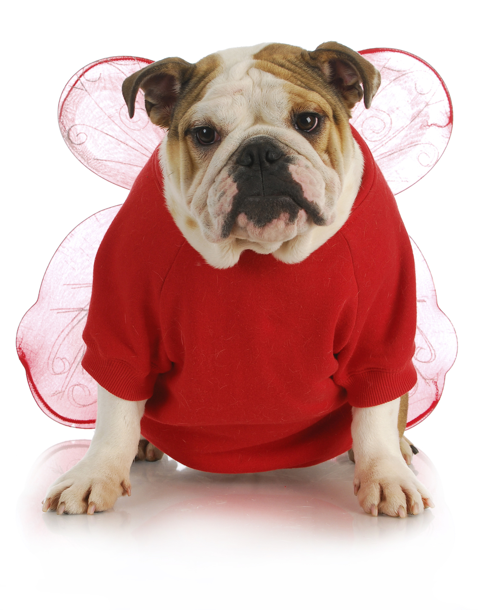 恶魔的石板和被诅咒的犬公主。