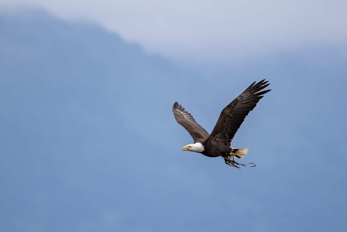 老鹰打饱嗝:警惕成功后的懈怠 老鹰打饱嗝:警惕成功后的懈怠