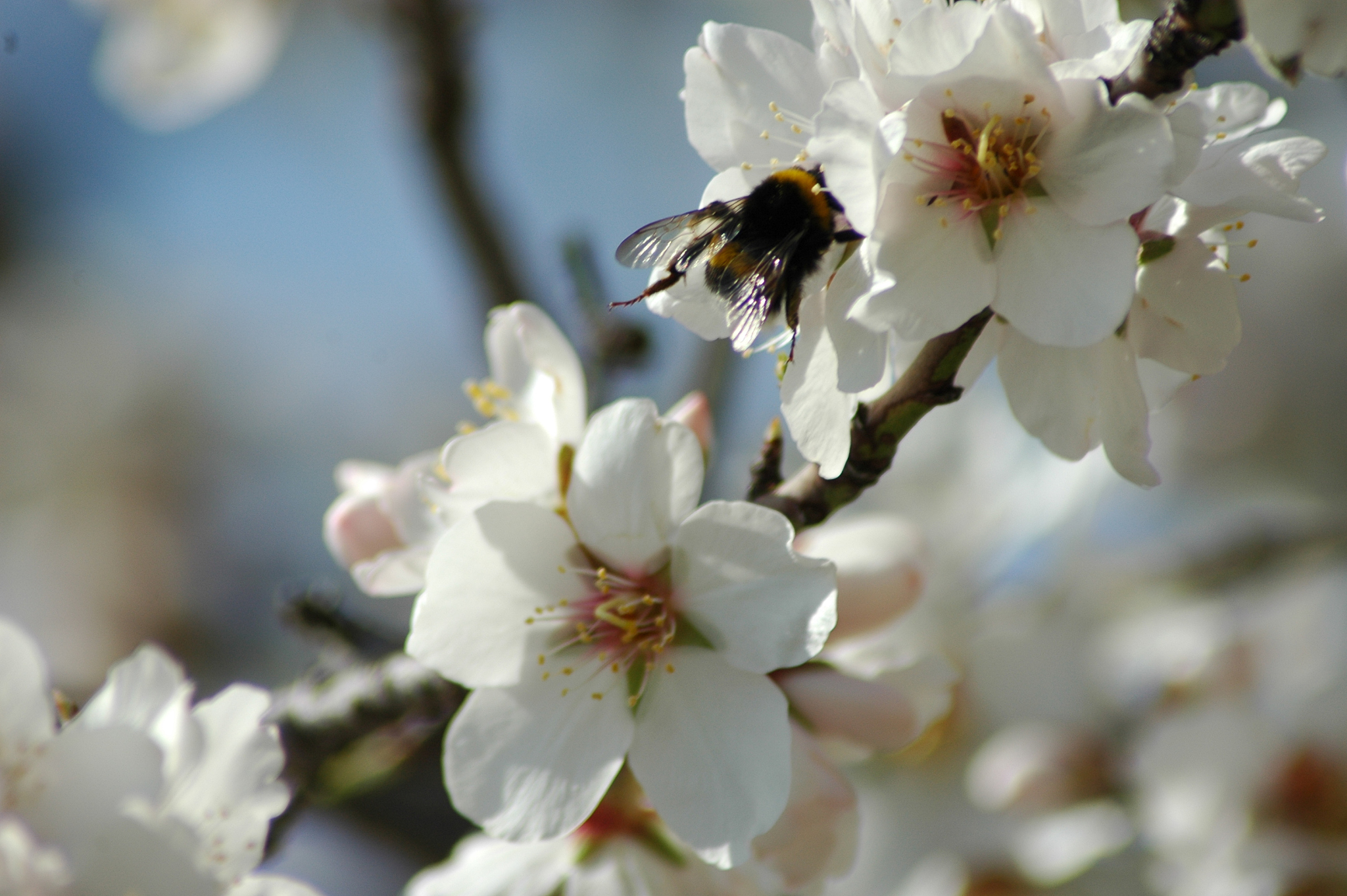 mandelblüte mit biene - spanien