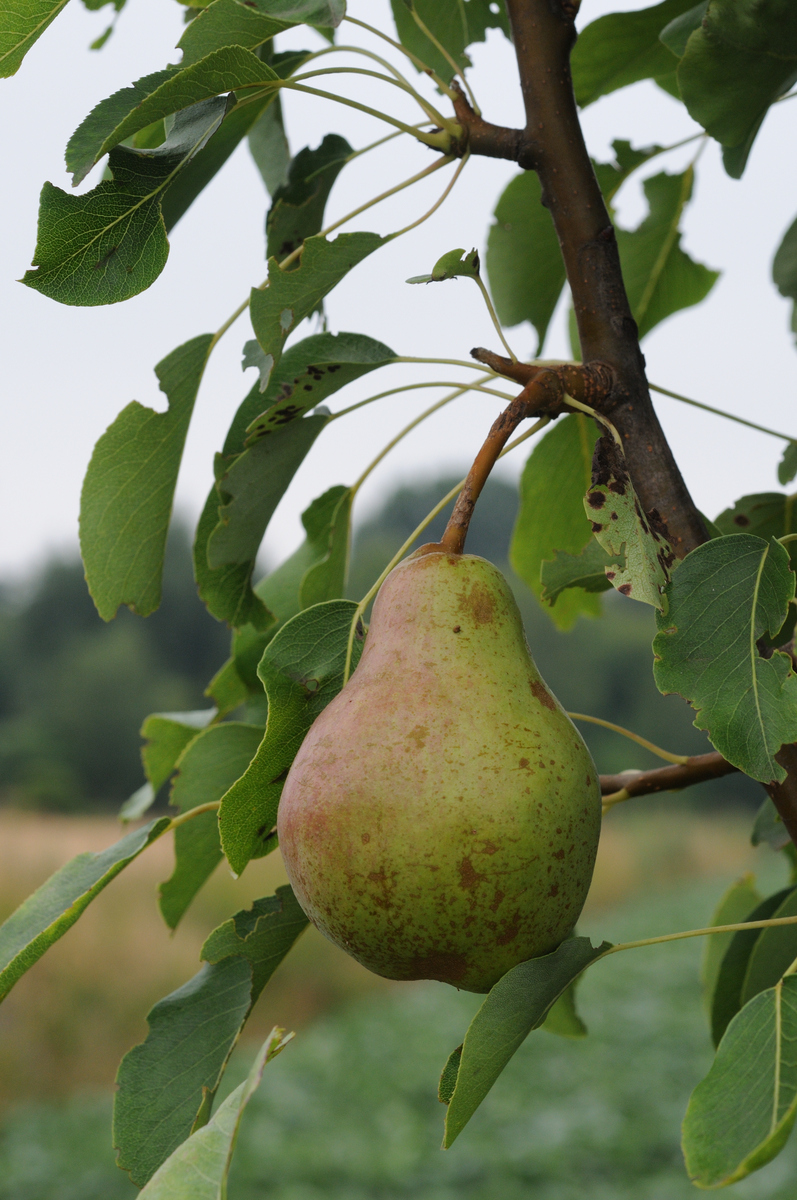请简述黄冠梨采后果实病害