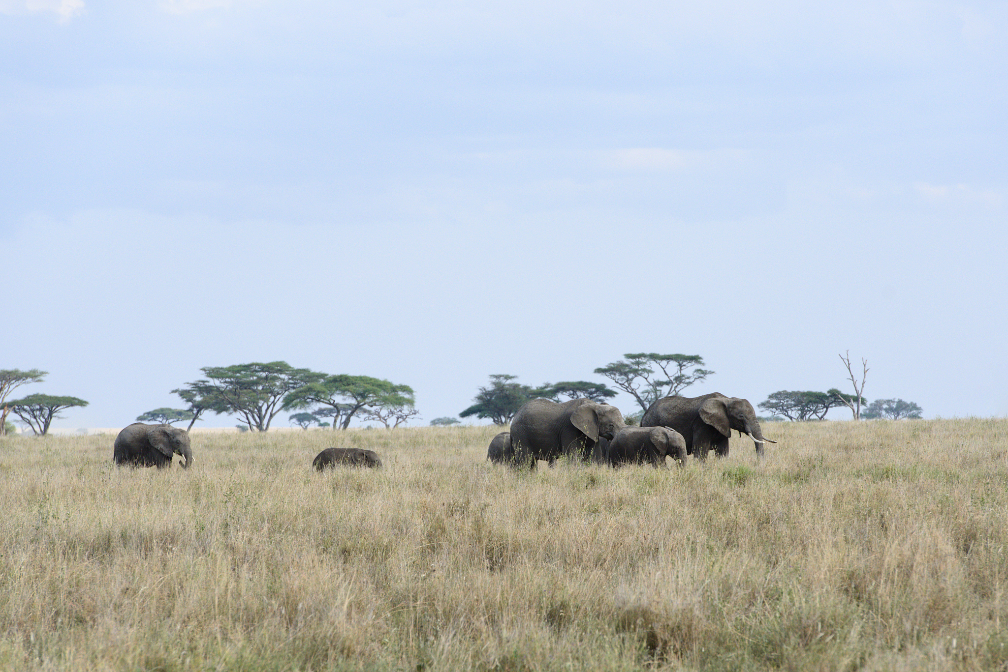 herd of elephants in the serengeti park of tanzania