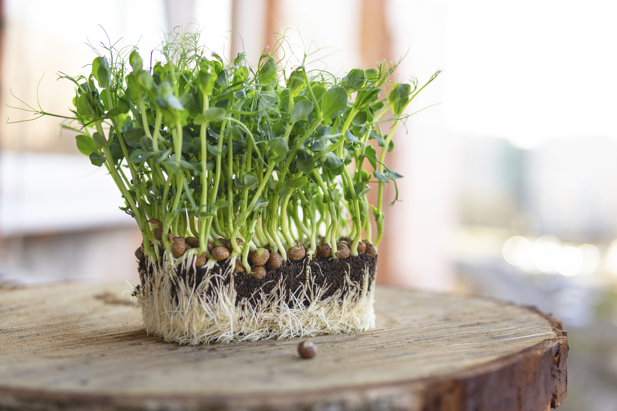 改写10条文案内容关于：现剪现吃豌豆苗：优质的培育环境带来的是？使用蘑菇有机肥即便是水培也是纯天然绿色无污染。现吃现剪带走可以放家里放办公室继续养。吃不了还能兜着走