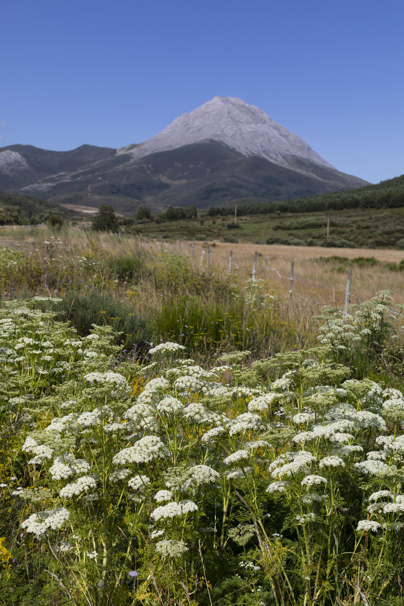 LE 组成单词列表：所有包含 'LE' 的英文单词