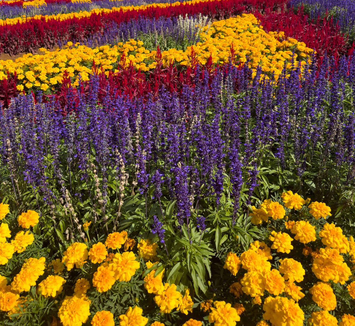 色彩斑斓的花海：一场视觉盛宴