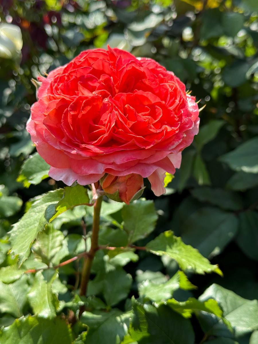 胭脂扣月季养护技巧：一年开花多次的秘诀