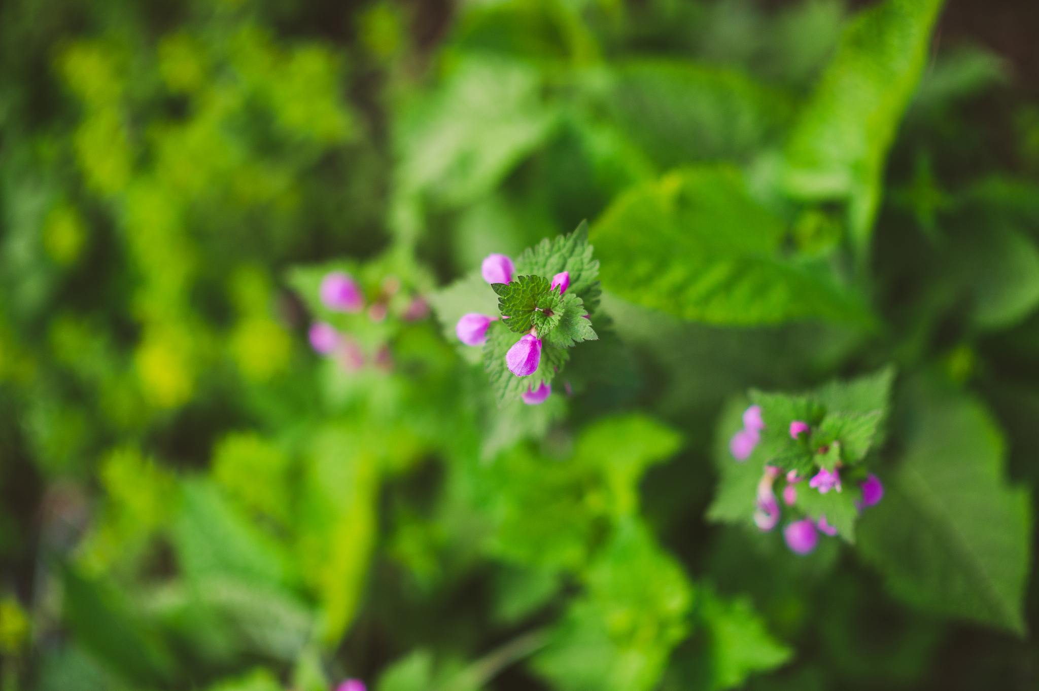 lamium purpureum from above