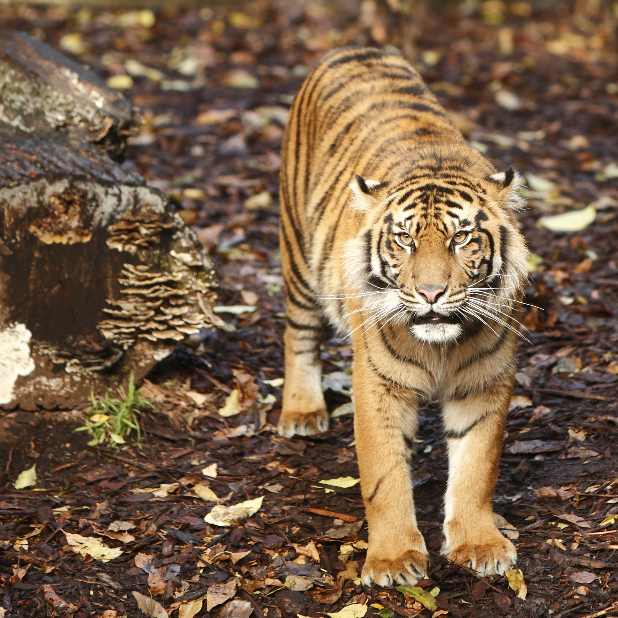 重生为东北虎：一个关于力量、自由和家庭的故事