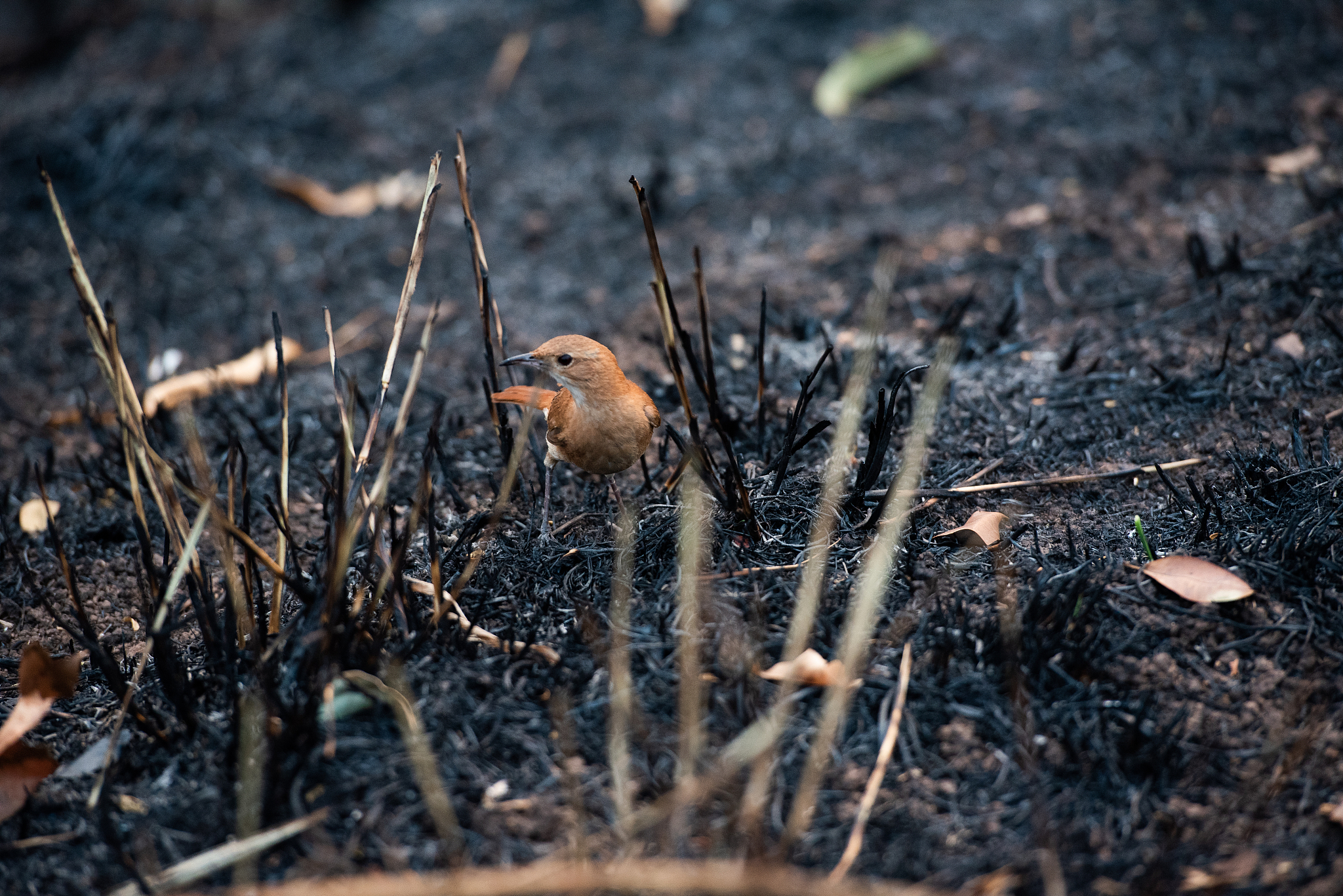非常简要概况梳理以下行文思路：大自然的语言立春过后大地渐渐从沉睡中苏醒过来。冰雪融化草木萌发各种花次第2开放。再过两个月燕子翩然3归来。不久布谷鸟也来了。于是转入炎热的夏季这是植物孕育4果实的时期。到了秋天果实成熟植物的叶子渐渐变黄在秋风中簌簌5地落下来。北雁南飞活跃在田间草际的昆虫也都销声匿迹6。到处呈现一片衰草连天的景象准备迎接风雪载途7的寒冬。在地球上温带和亚热带区域里年年如是周而复始。几千