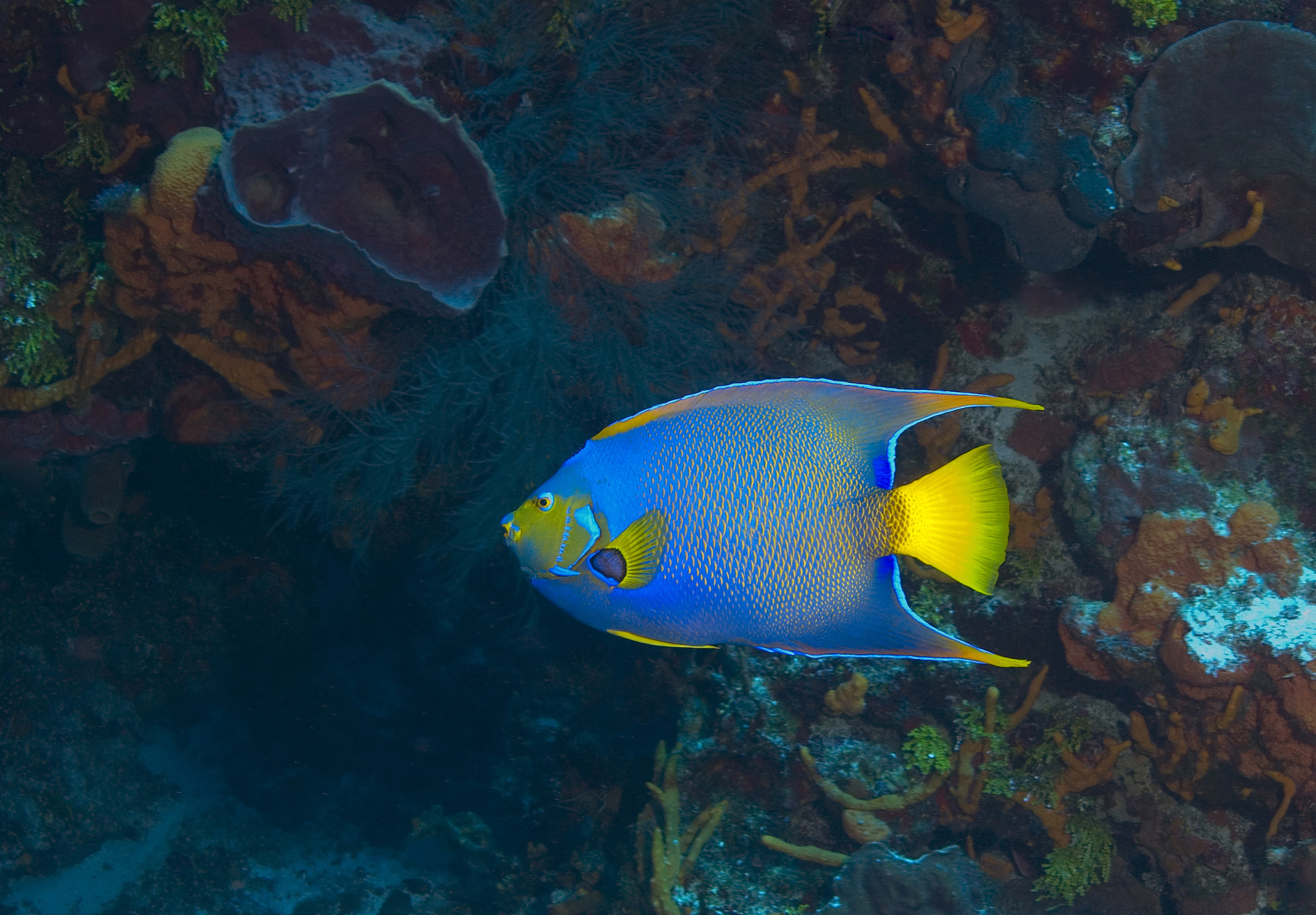 queen angelfish