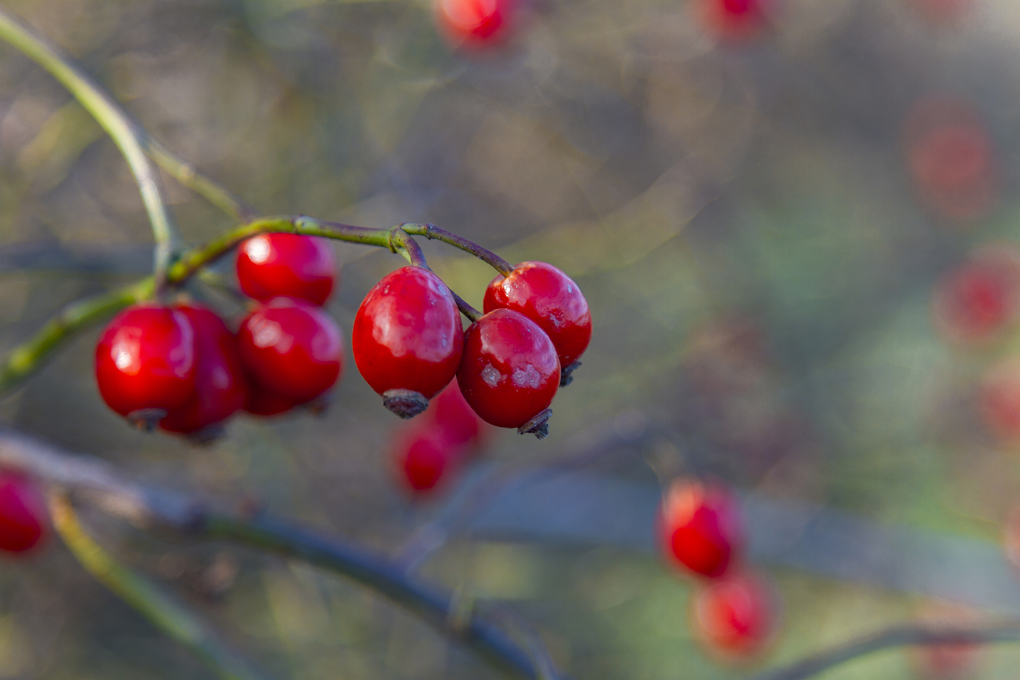 rose hips in the autumn forest
