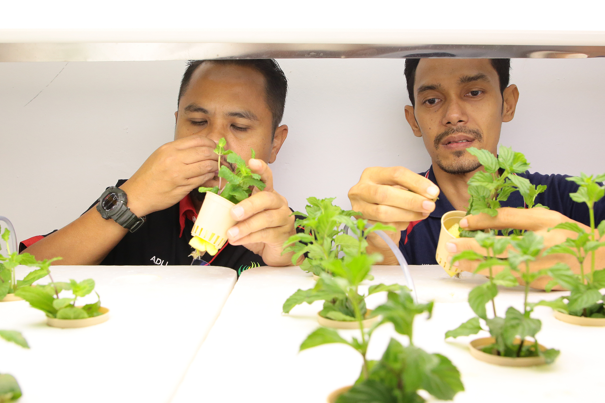 vertical farming