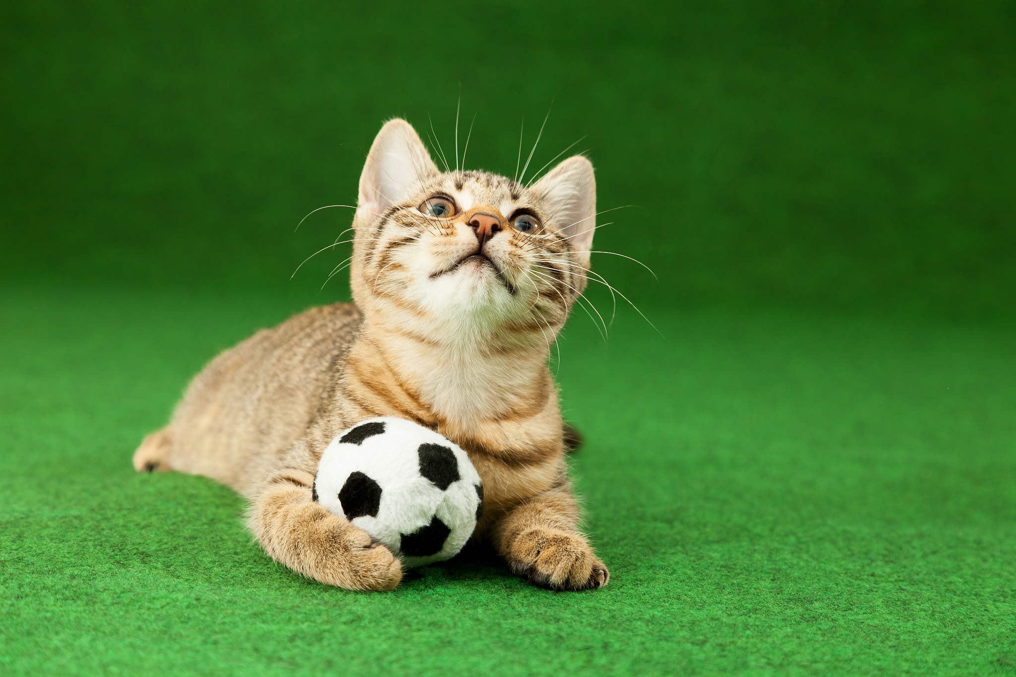 tabby kitten holding soccer ball, between paws, green screen