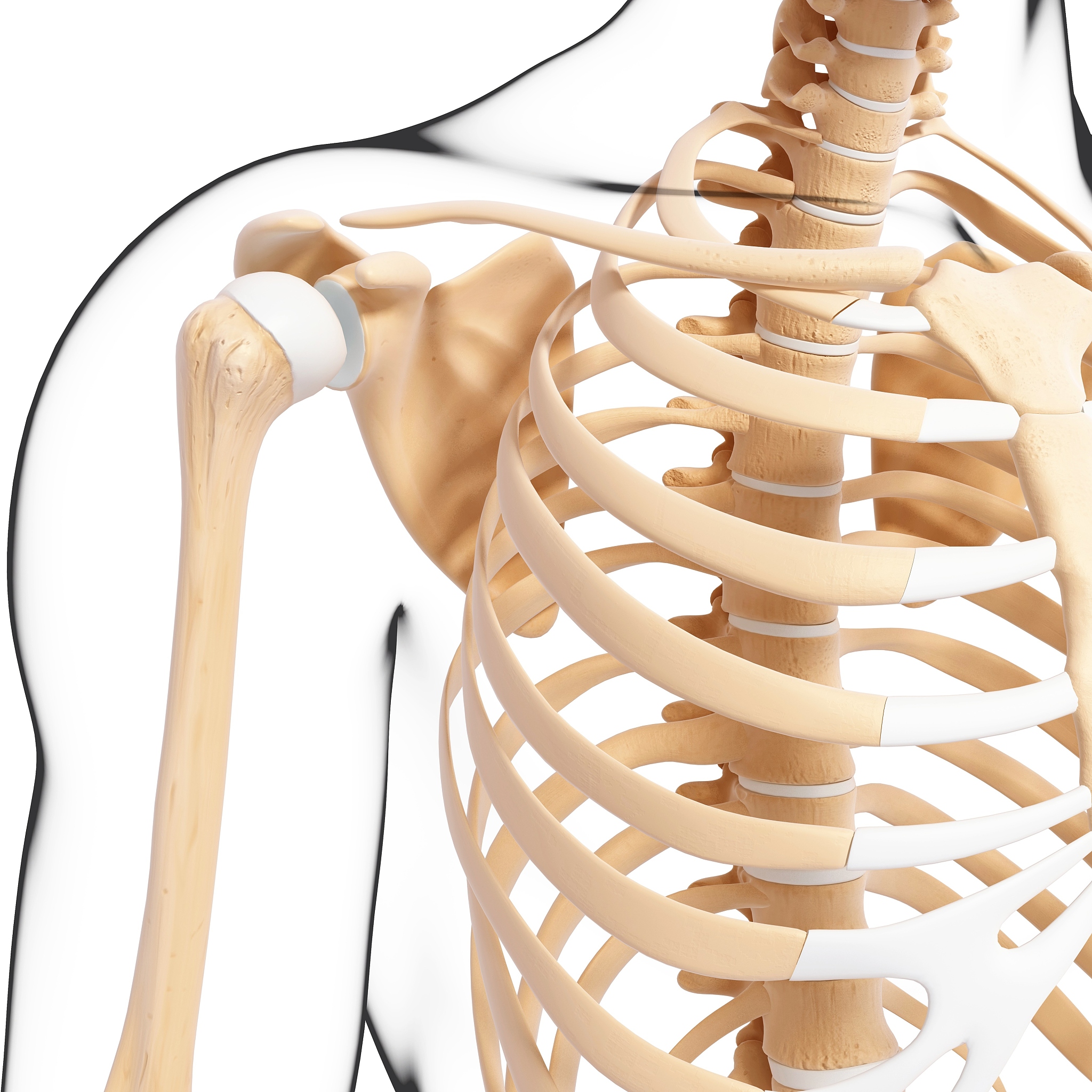 锁骨：人体骨骼的重要组成部分 - Clavicle_out