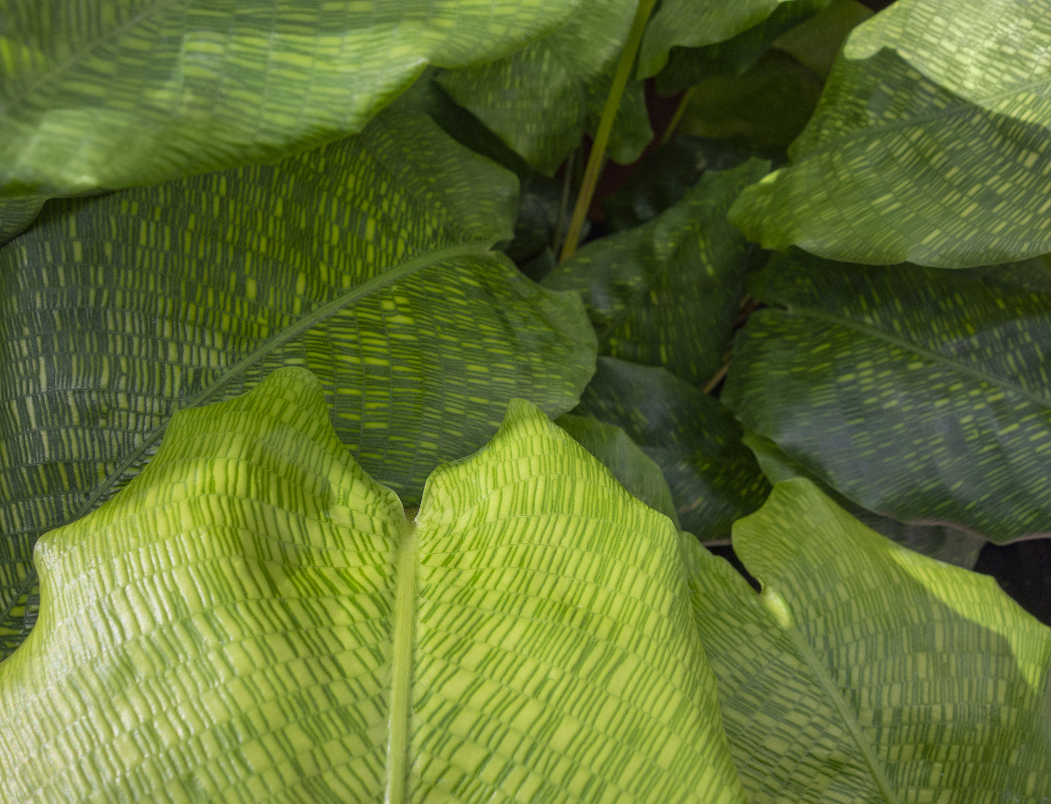 maranta leaves