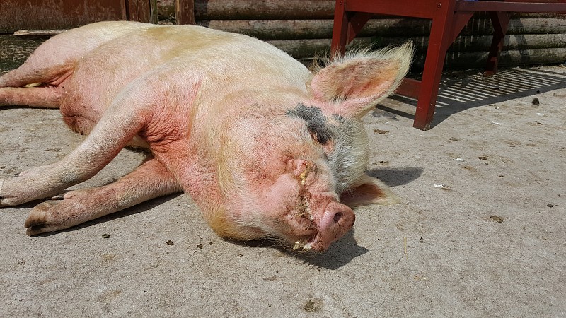 猪繁殖与呼吸综合征是什么原因造成的